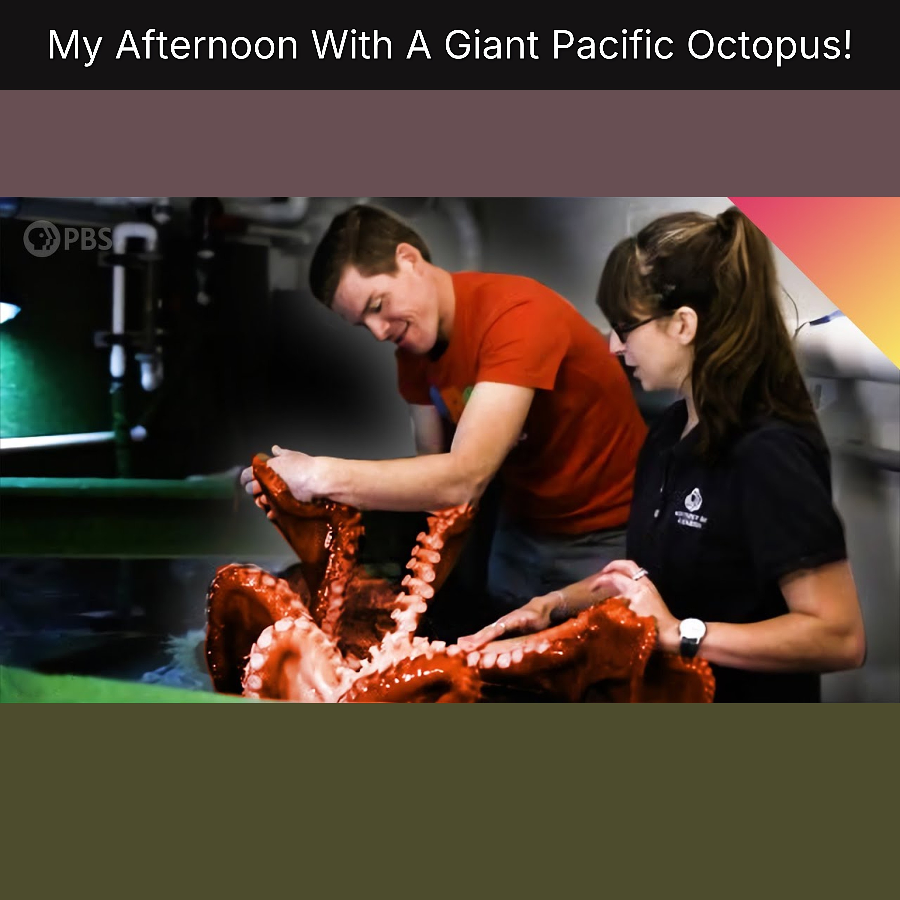 My Afternoon With A Giant Pacific Octopus! episode artwork