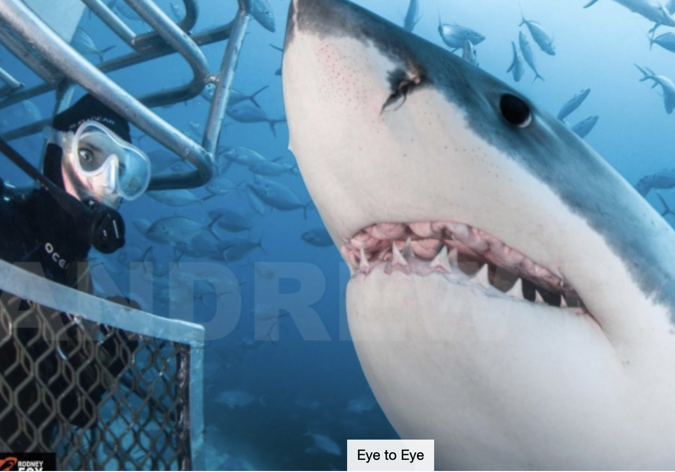 BUCKET LIST: The Everest of Great White Shark Cages Dives