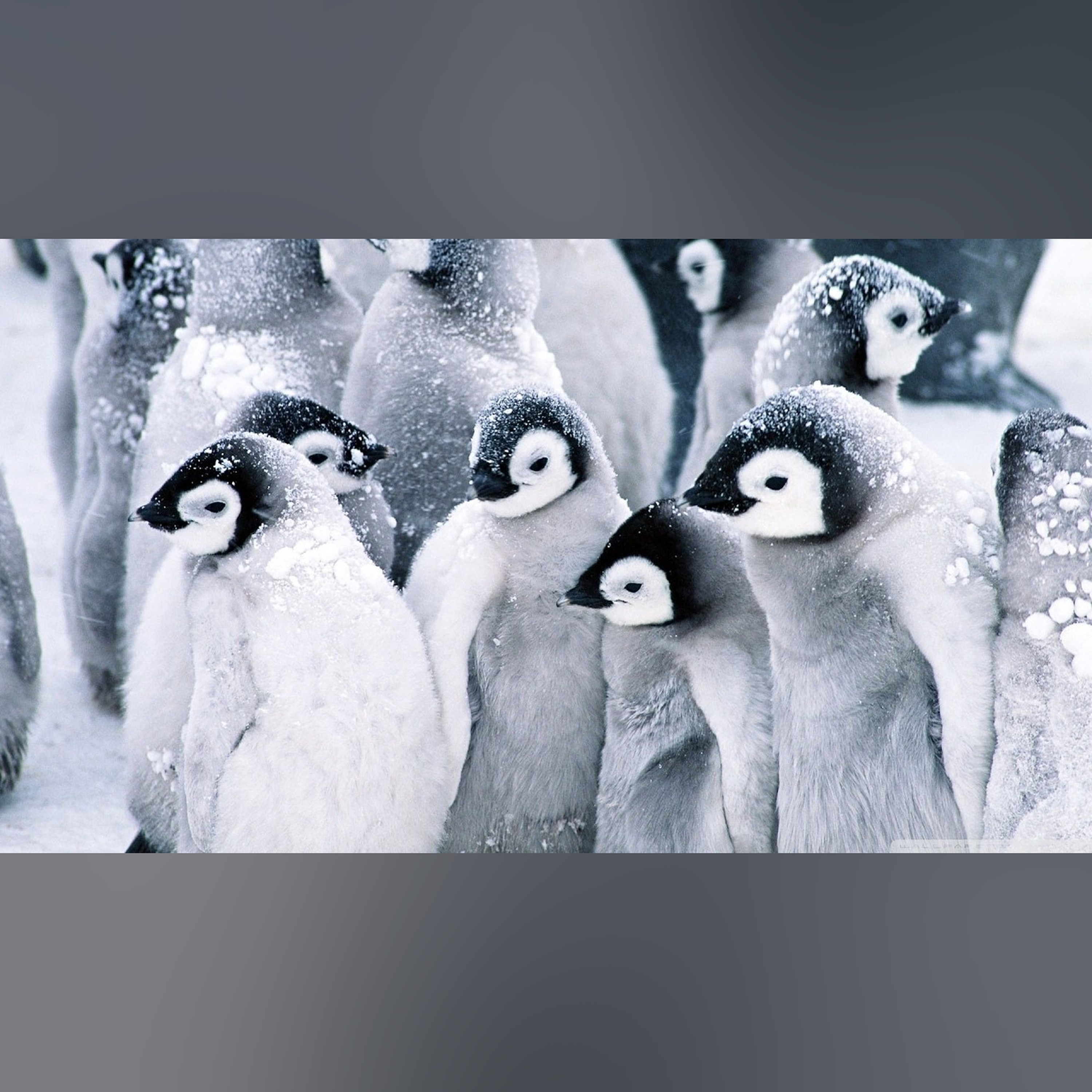 Avian Diversity