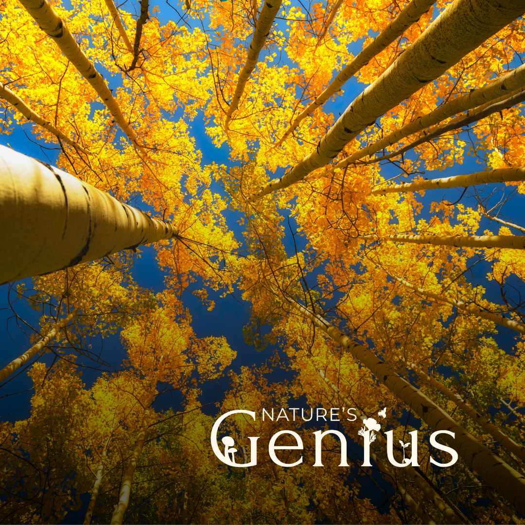 Seeing the Forest for the Trees