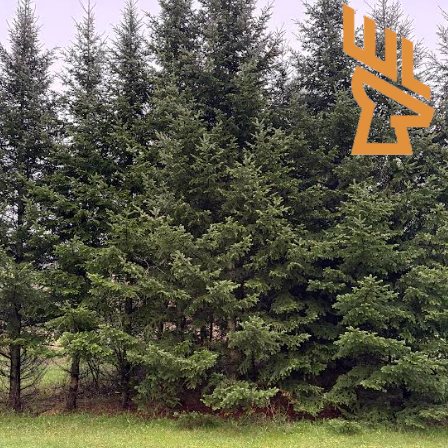 Whitetail Landscapes - Deer Habitat Management, Tree Plantings and Protection, Conifers Part 1