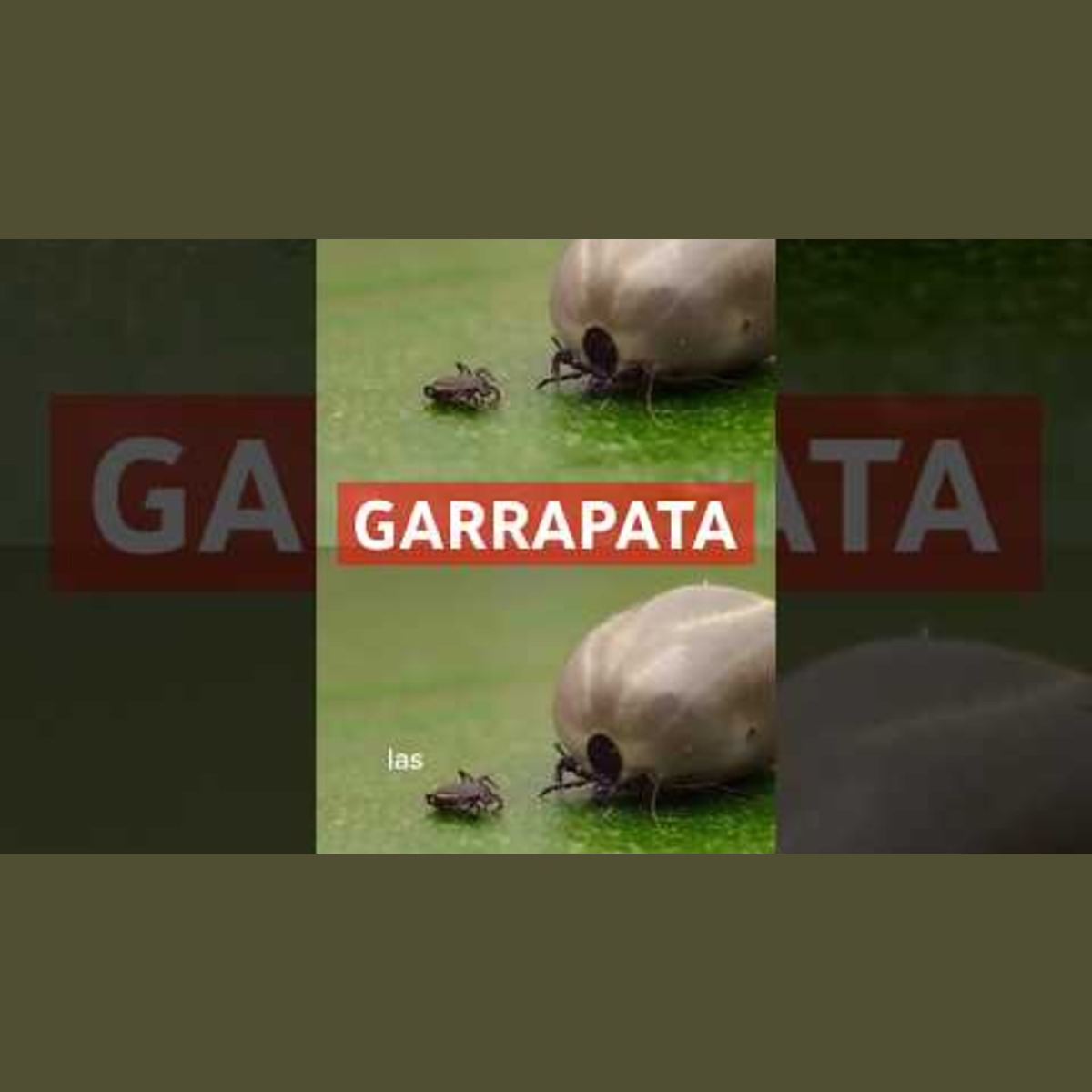 Animalogic En Español