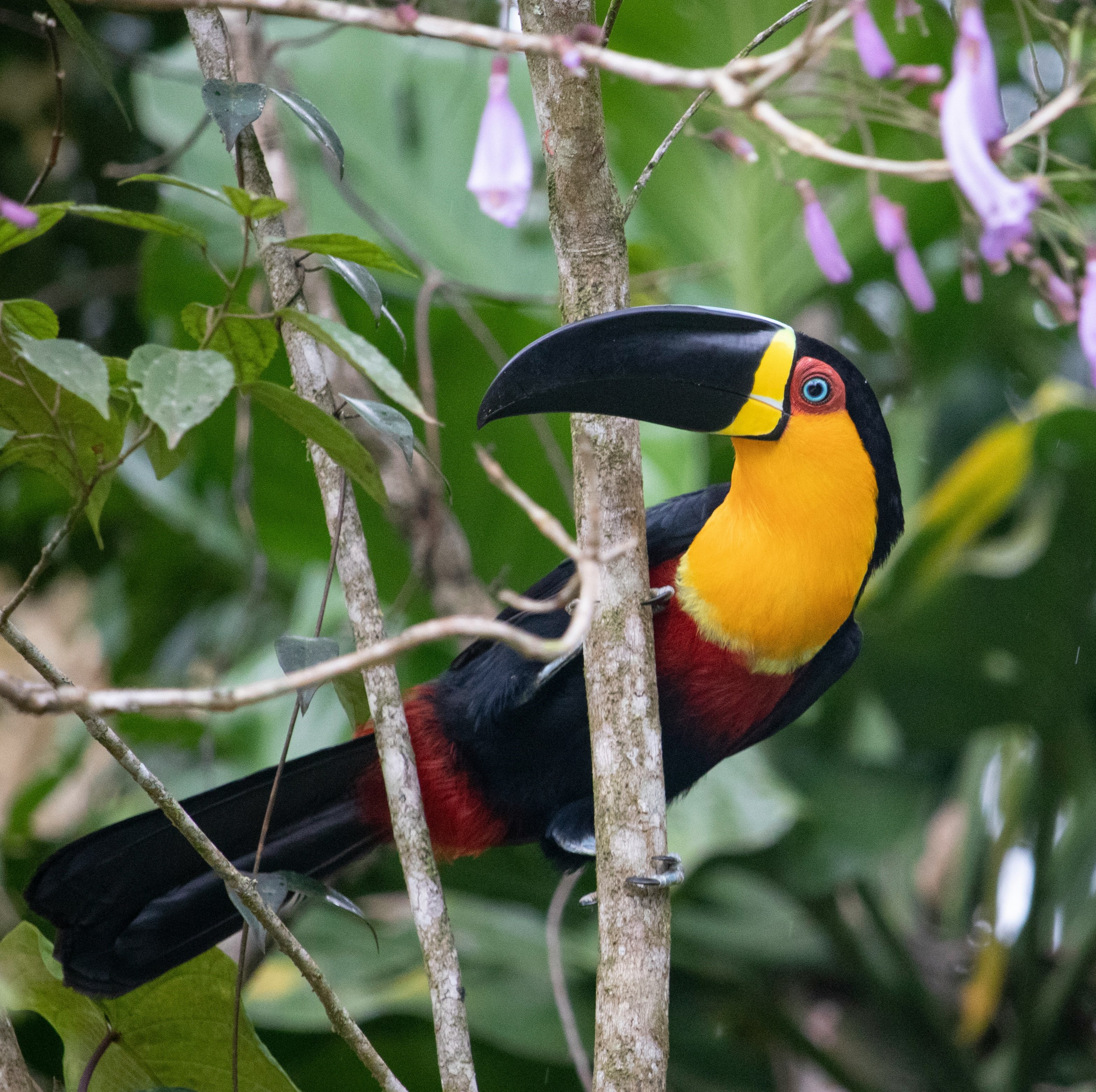 Tropical Birds Singing: 8-Hour Serenade for Relaxation and Tranquility episode artwork