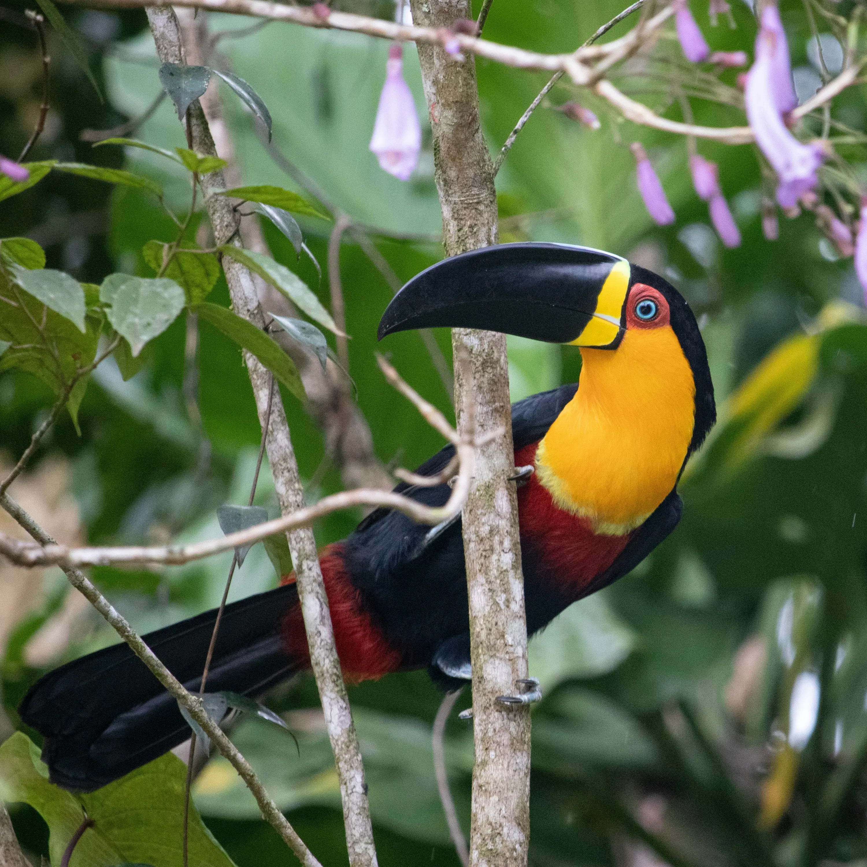 Tropical Birds Singing: 8-Hour Serenade for Relaxation and Tranquility episode artwork