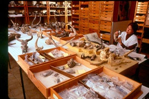 ¿Cómo evoluciona la vida?