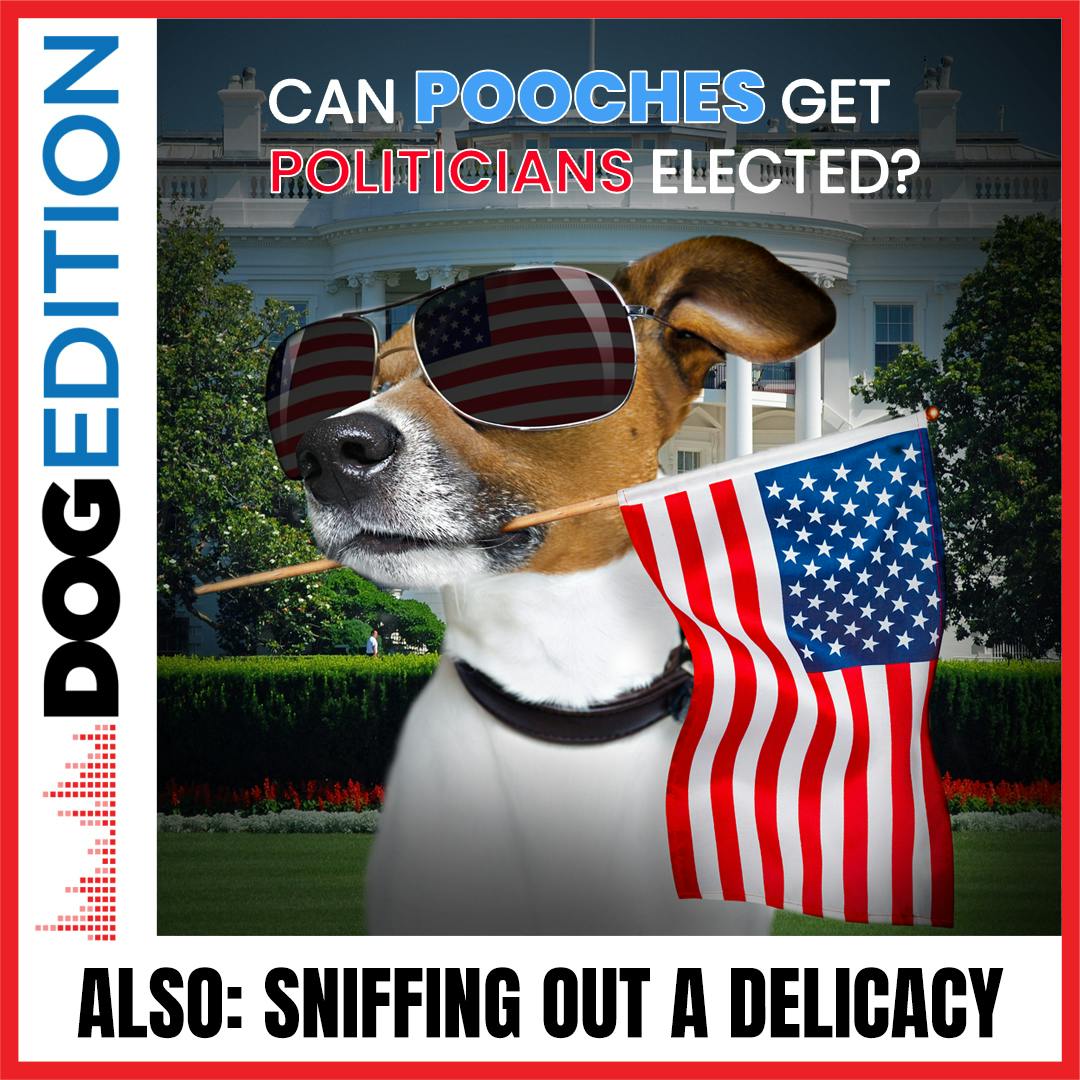 Can Pooches Get Politicians Elected? | Sniffing Out A Delicacy | Dog Edition #30