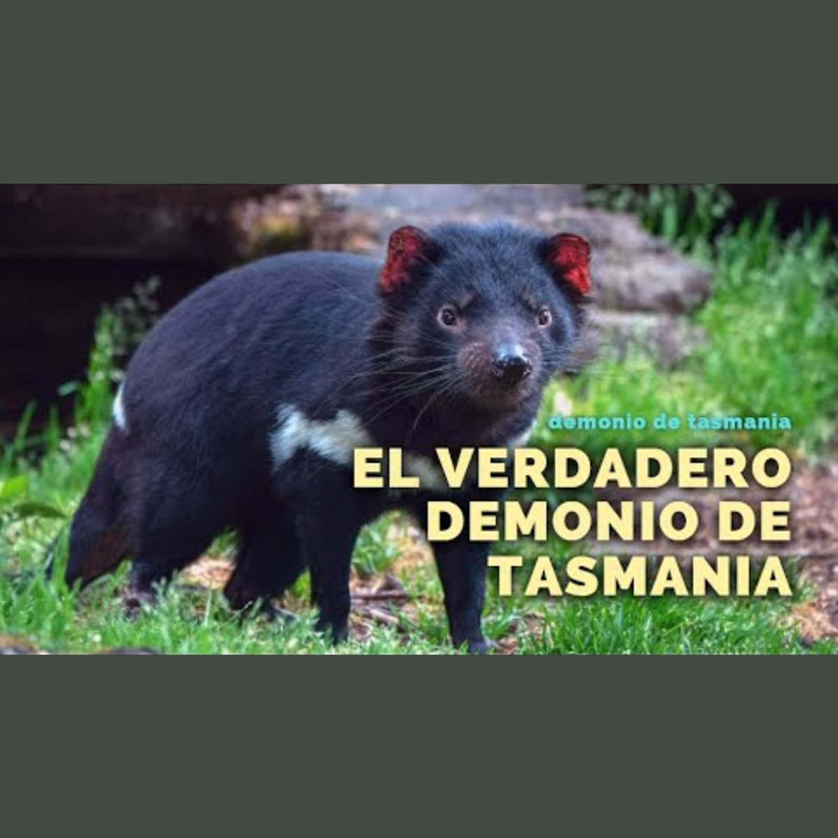 Animalogic En Español