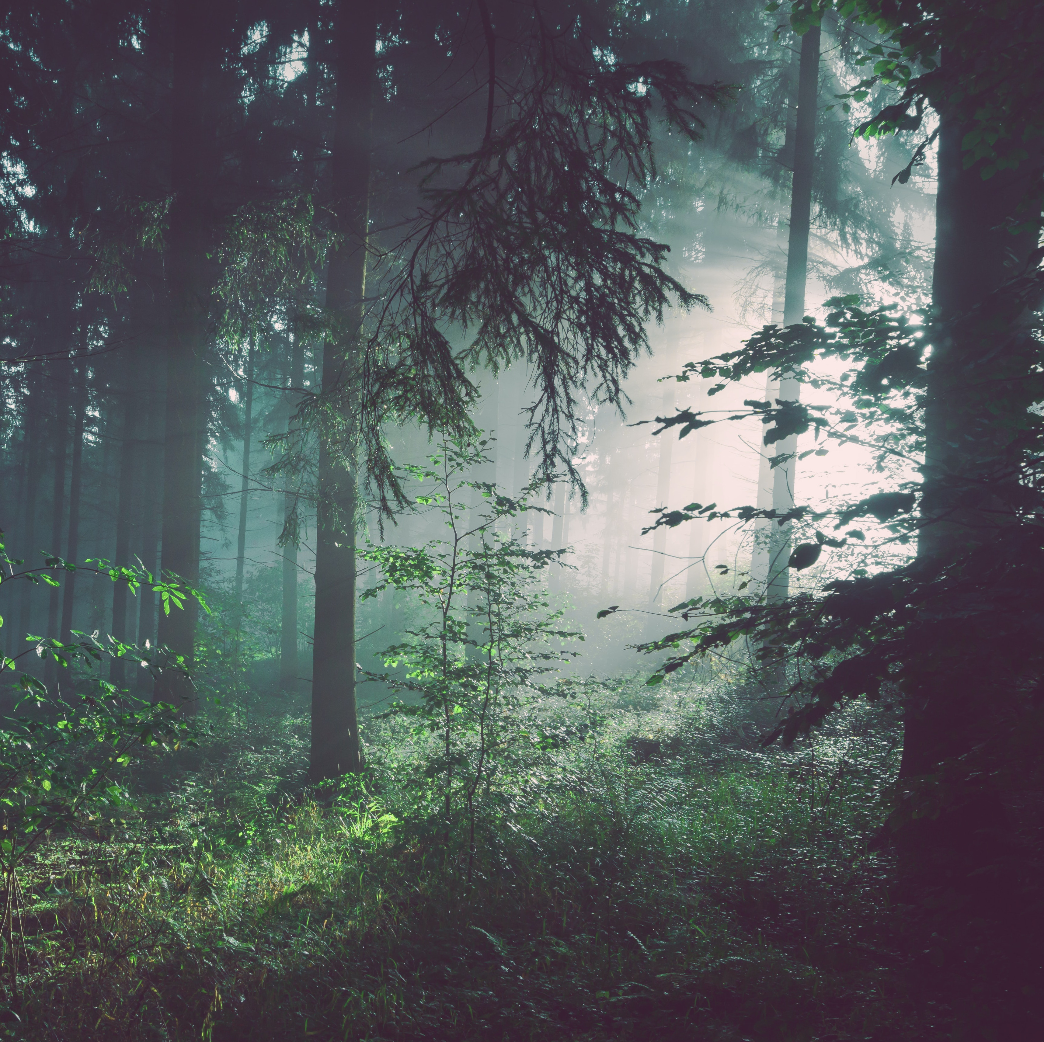 Soft Forest Wind & Birds Singing: 8-Hour Tranquil Nature Soundscape for Blissful Sleepiness