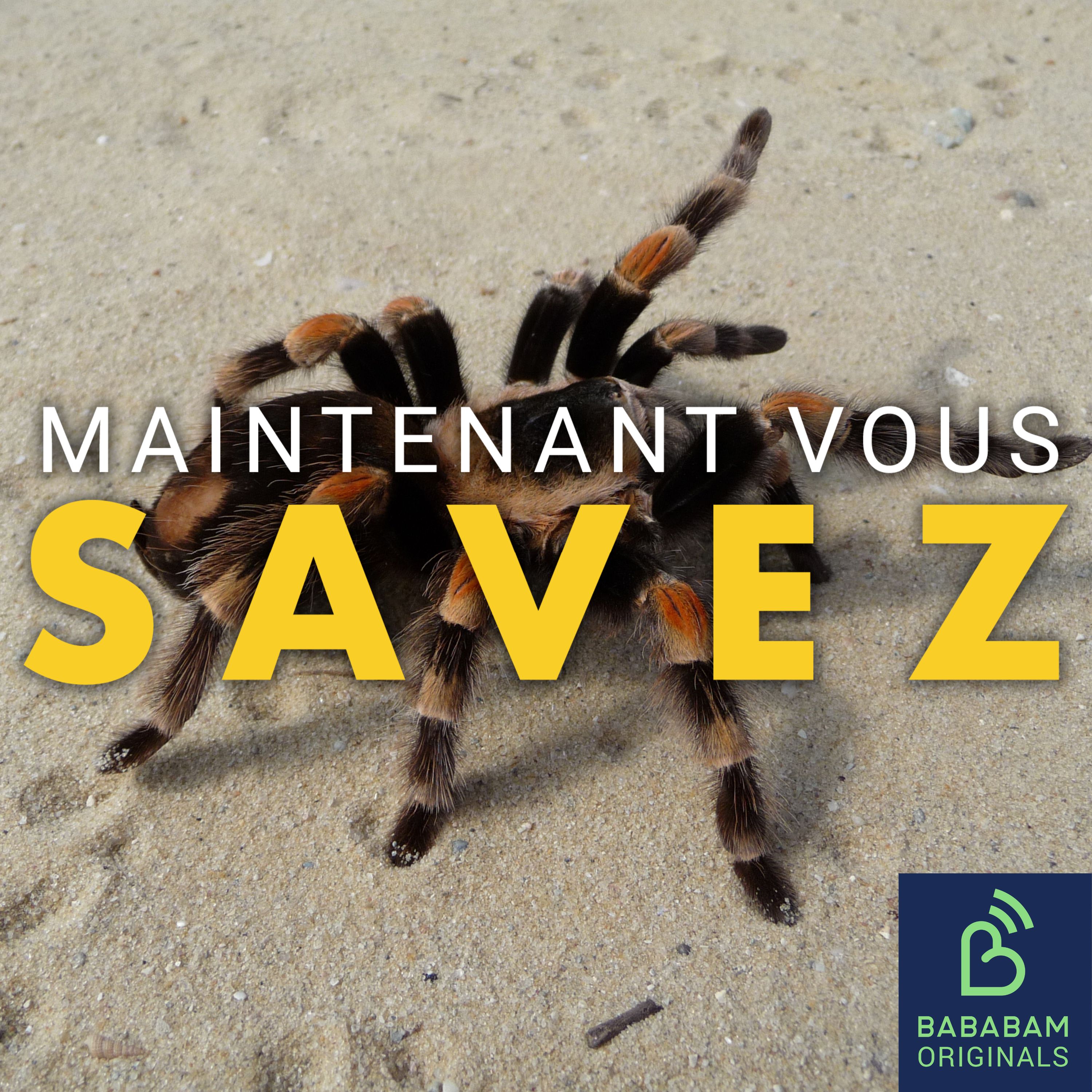 Avale-t-on vraiment des araignées dans notre sommeil ?