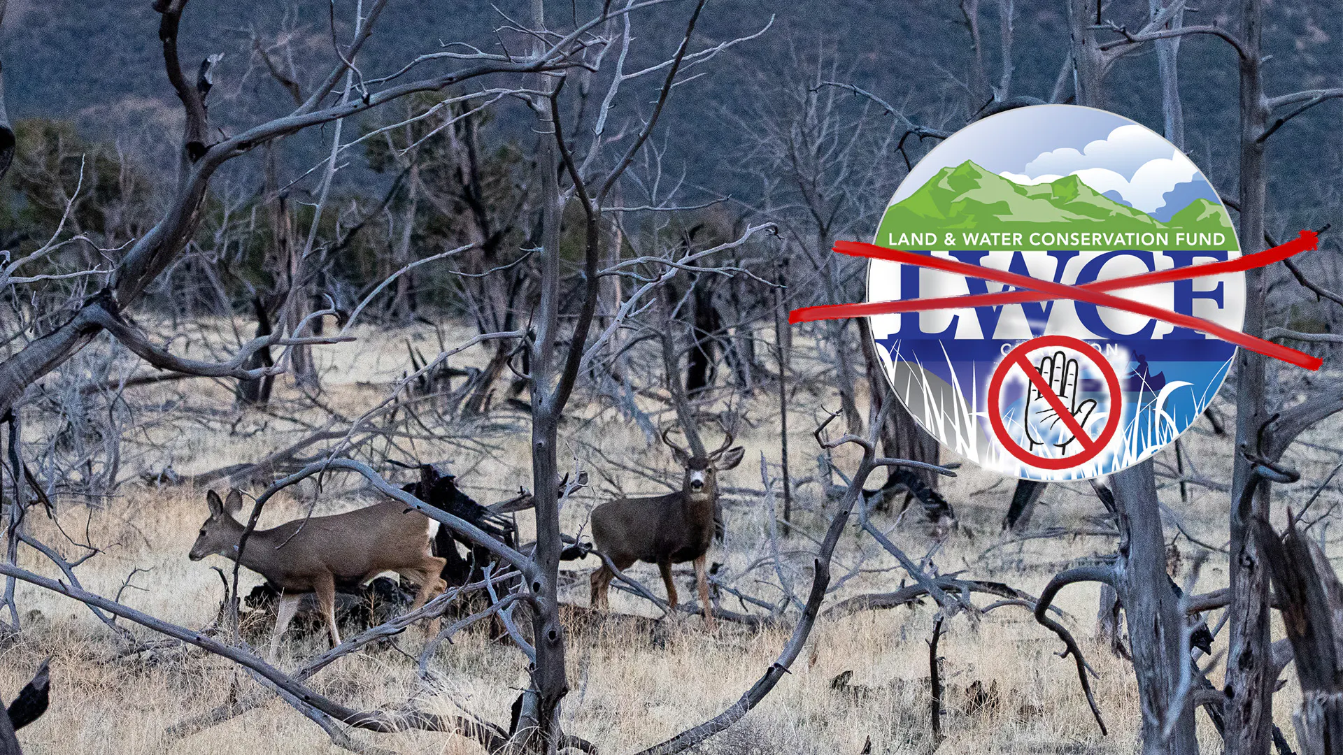 46,000 Acres of New Access Cancelled? | Fresh Tracks Weekly (Ep. 108) episode artwork