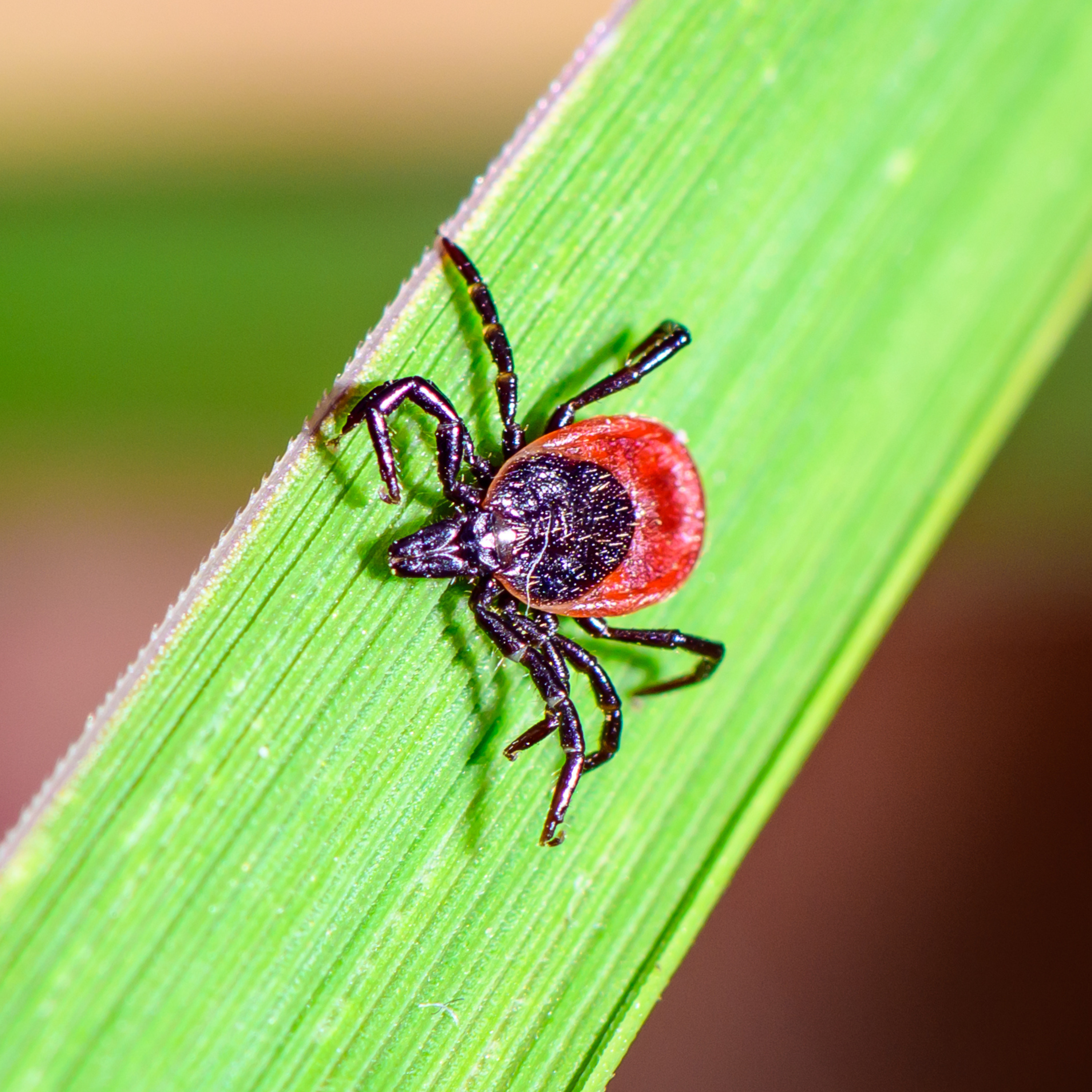 Our tick nightmare