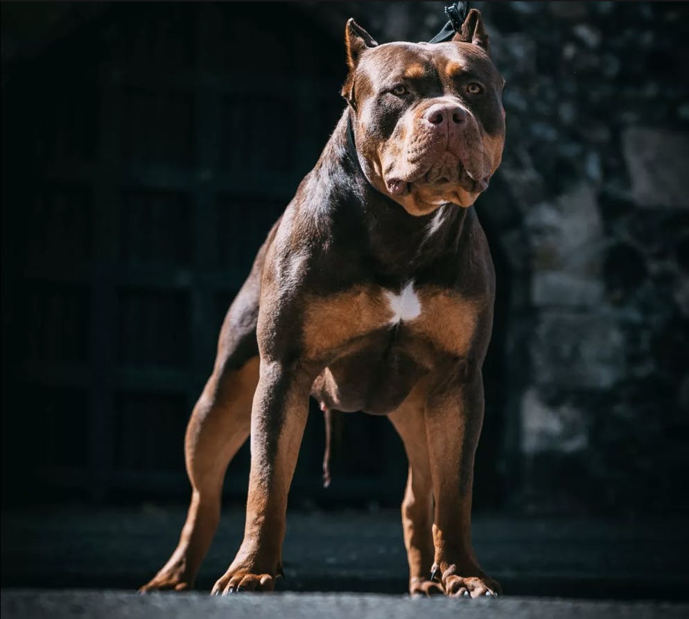 Dangerous dogs: Attacks and fatalities are on the rise