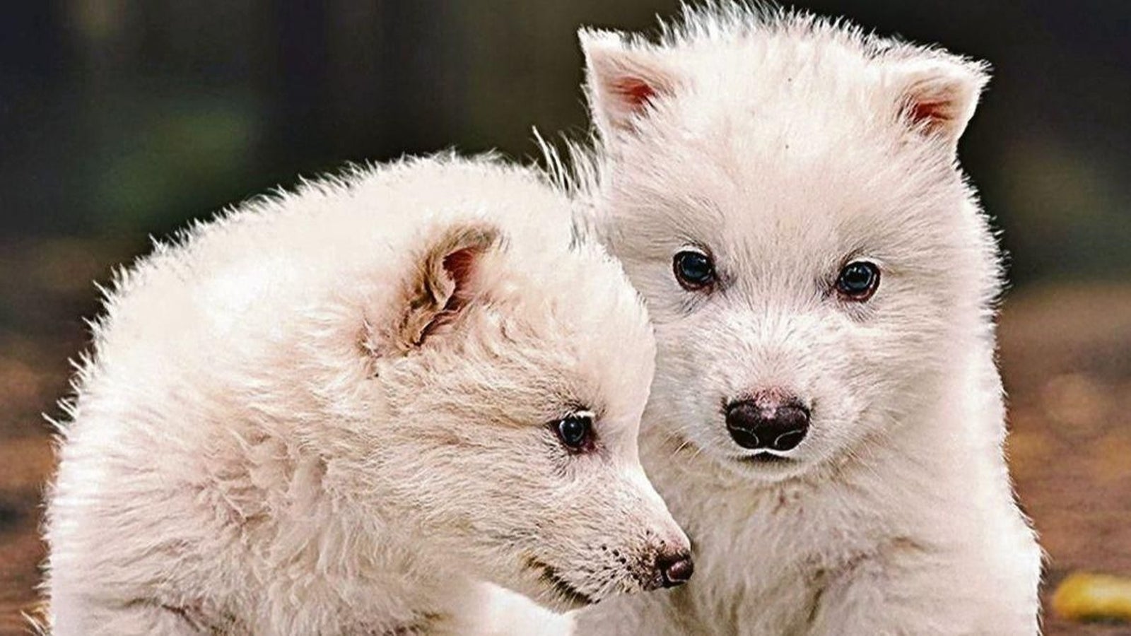 ¿Han logrado devolver a la vida (desextinción) al desaparecido lobo blanco?