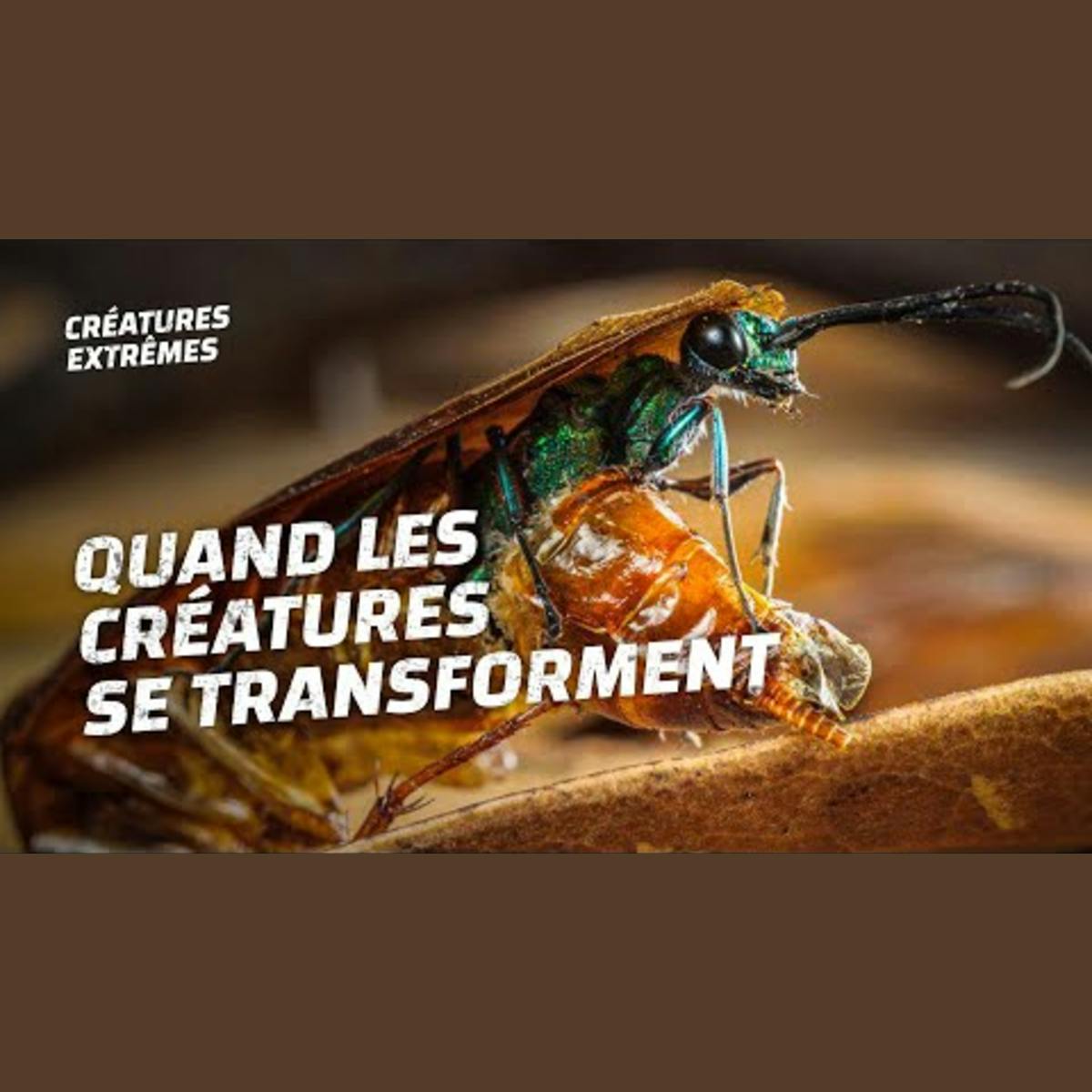 Guêpes VS cafards, qui va gagner ? Guêpes VS cafards, qui va gagner ?