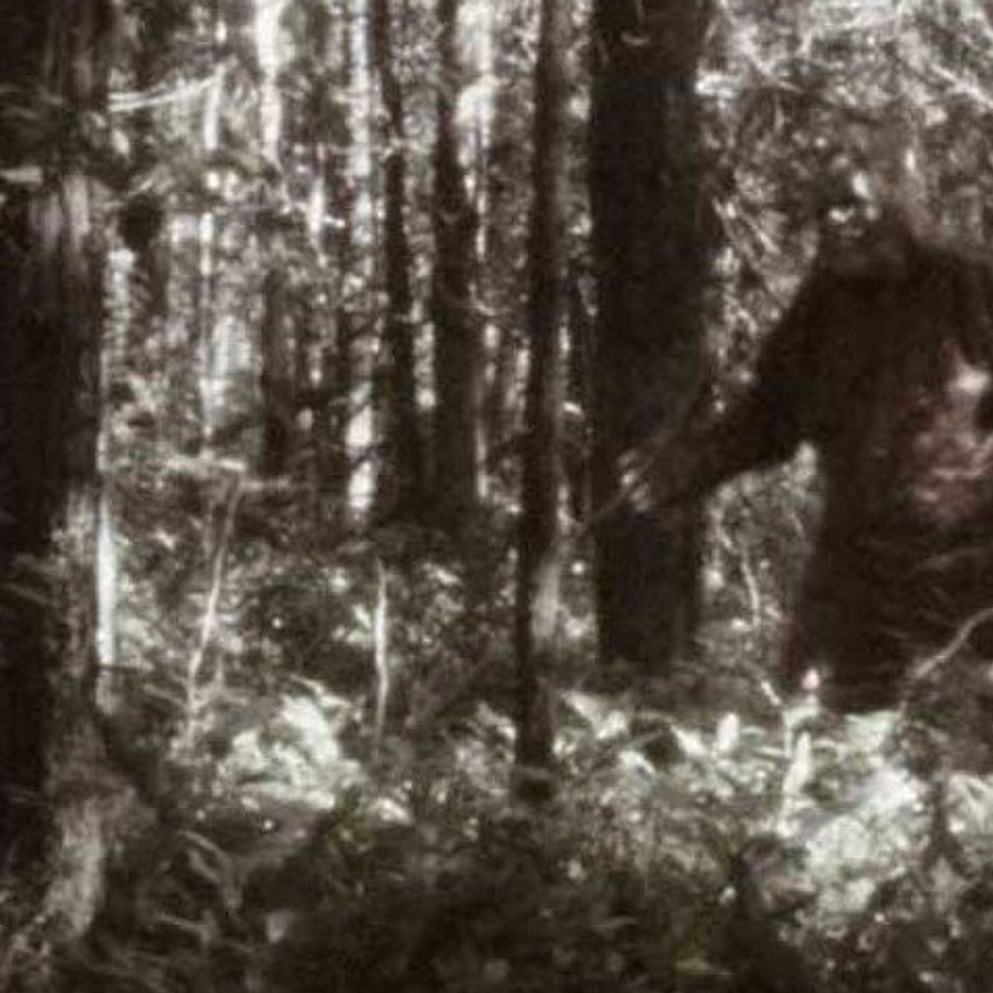 Episode 36 The Fouke Monster and his Opossum Friends episode artwork