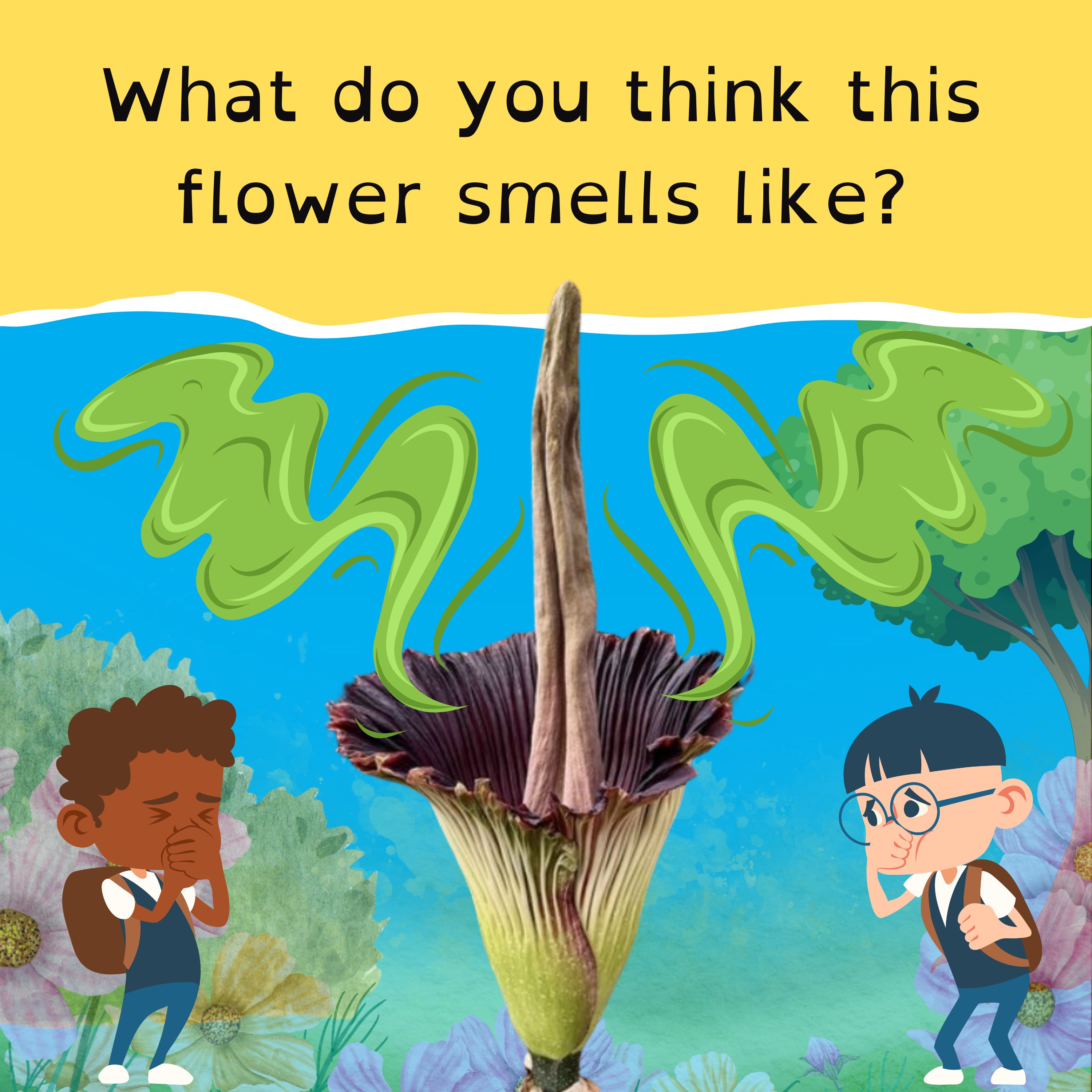 Waste warriors in the NT; an earthquake swarm shakes Santorini; some furry football fun; and a rare rotten meat flower.