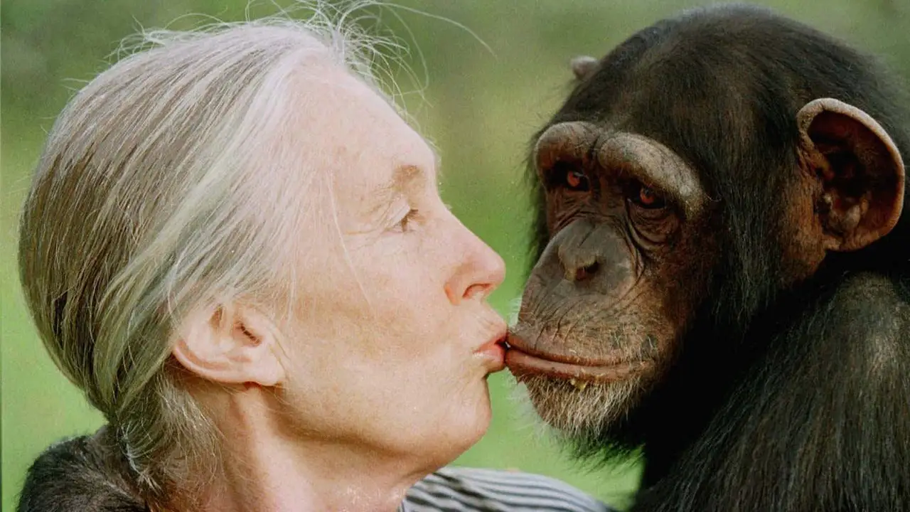 El legado de Jane Goodall: "Cuando conoces le das valor"