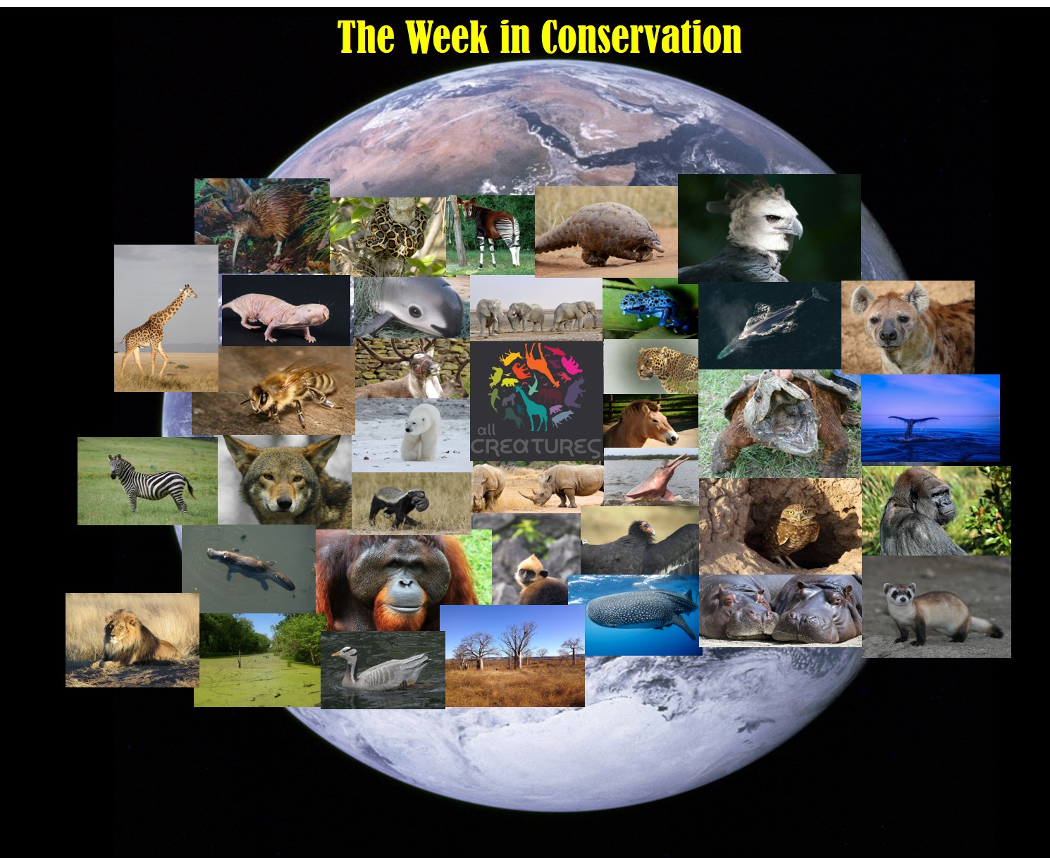 All Creatures Podcast