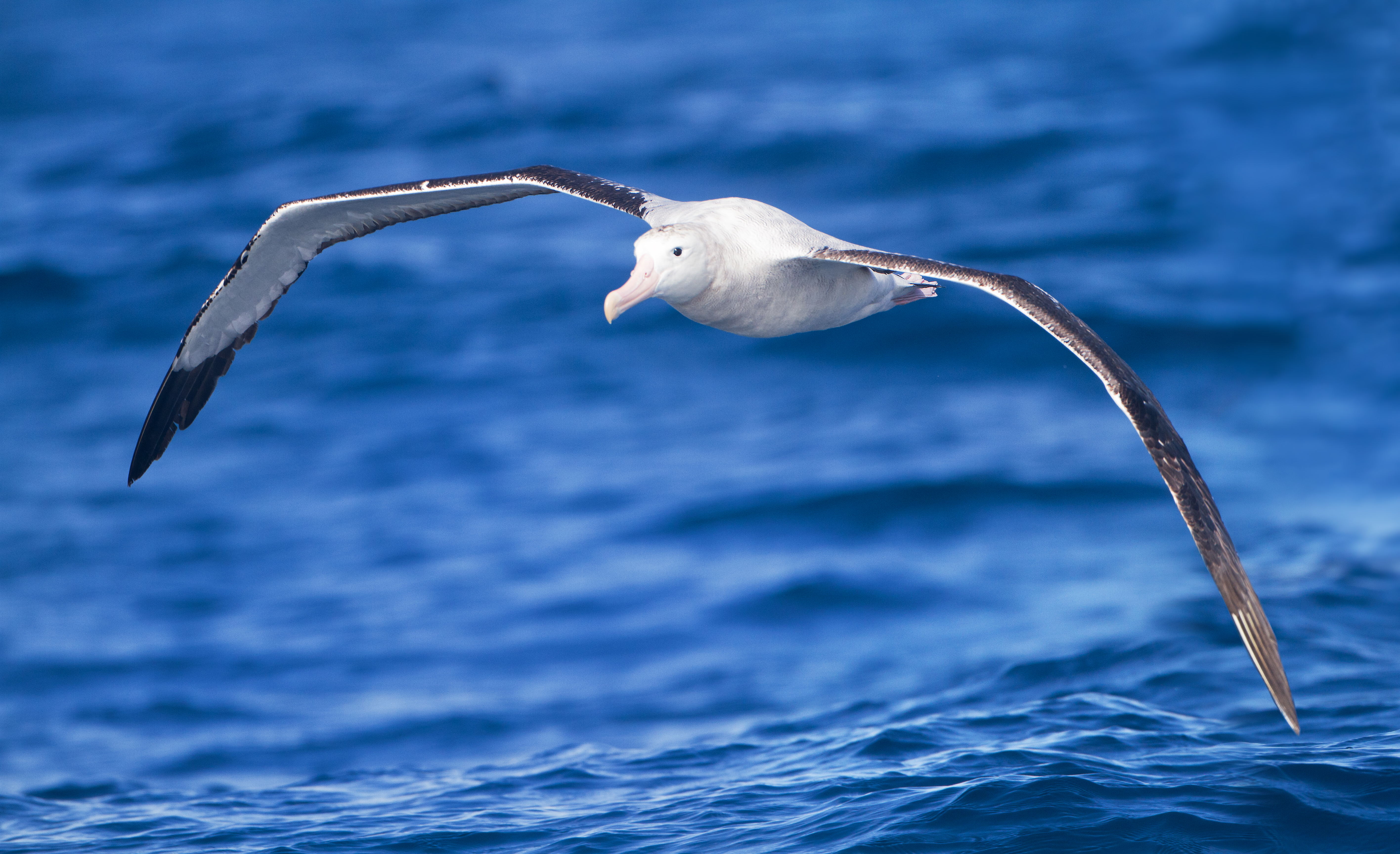 Snowy Albatross: Master of the Southern Ocean Skies