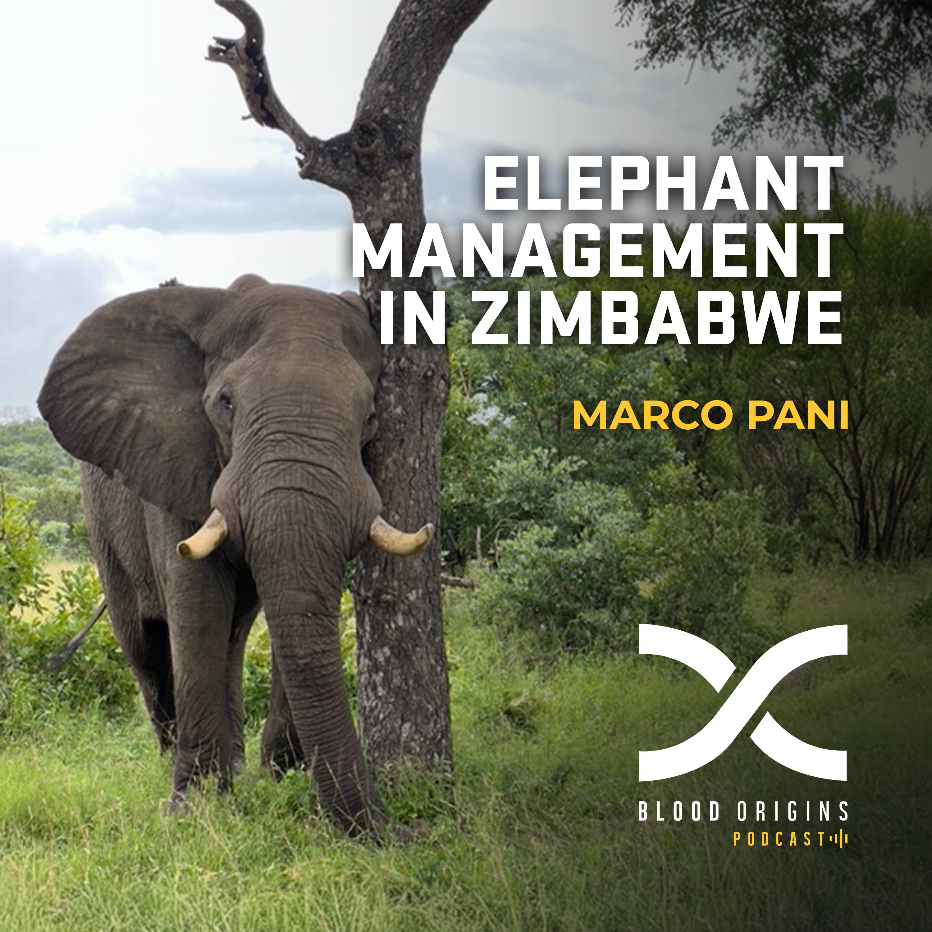 Episode 582 - Marco Pani || Elephant Management In Zimbabwe
