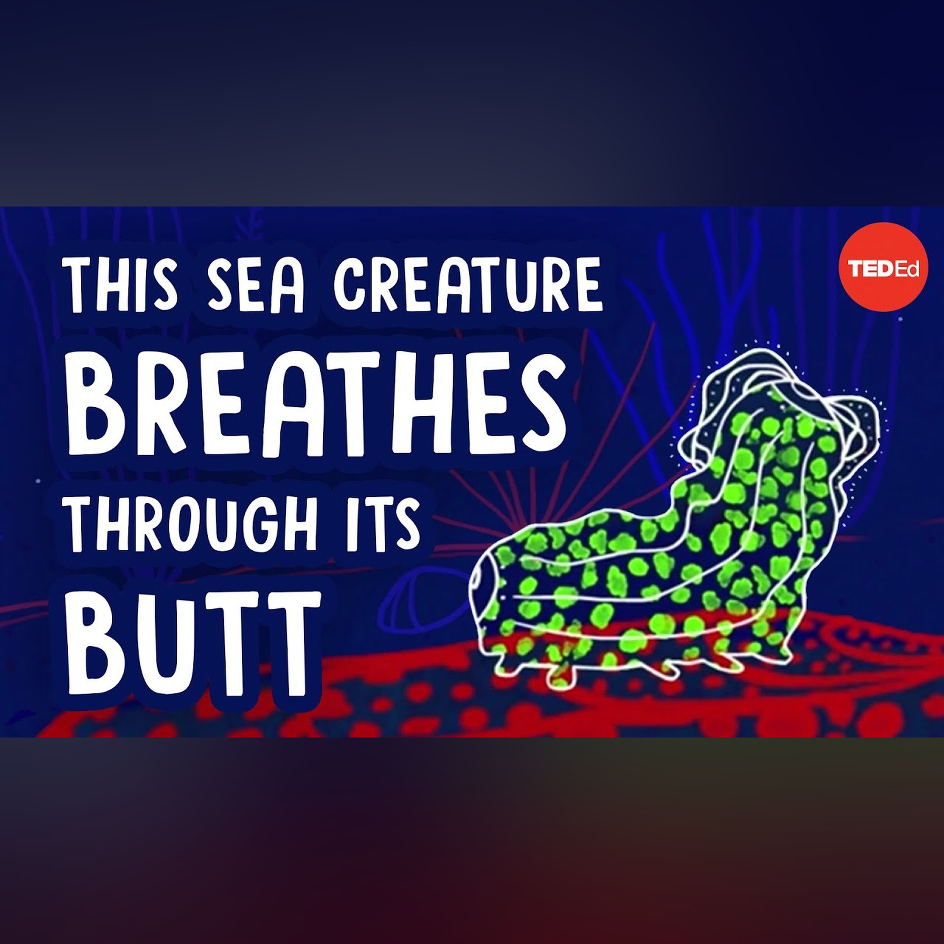 This sea creature breathes through its butt - Cella Wright episode artwork