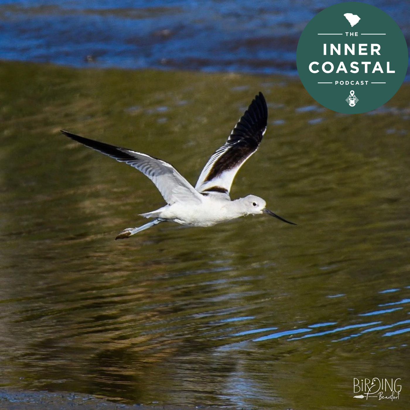 82: Go Birdwatching at Wings Over Beaufort episode artwork