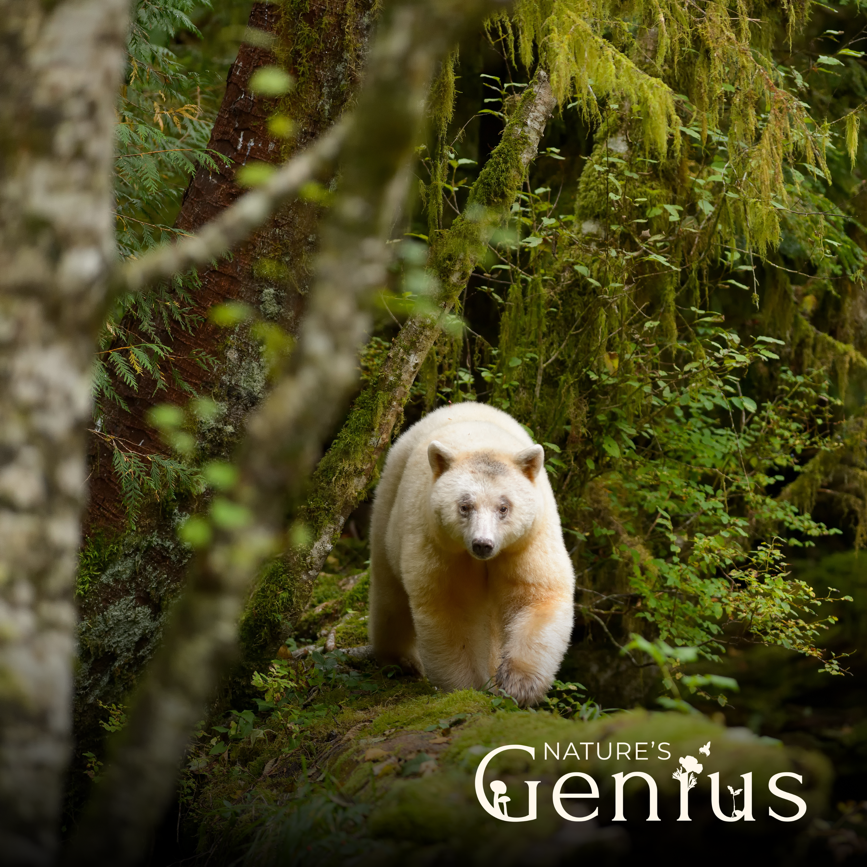 How Would Nature Do It?