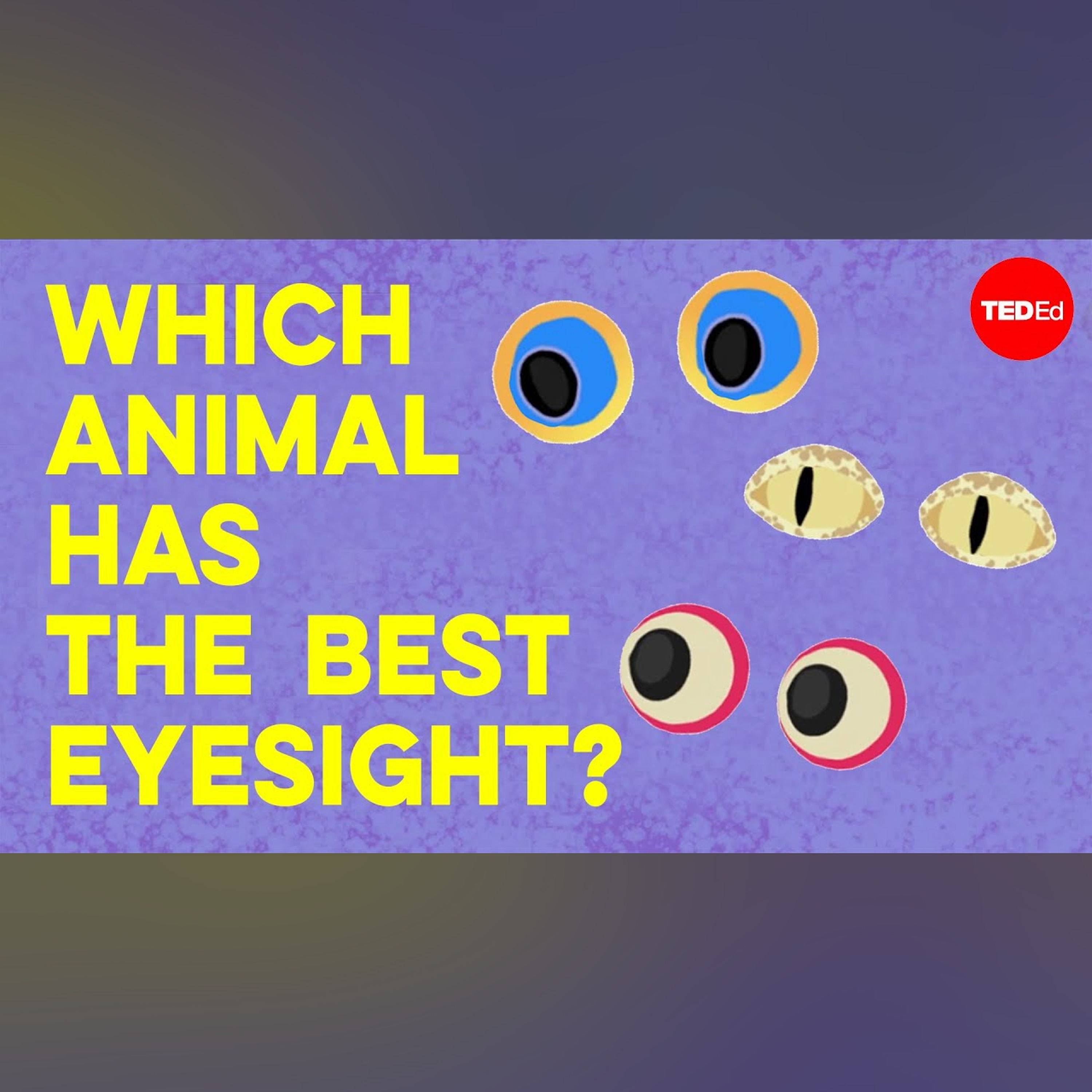 Which animal has the best eyesight? - Thomas W. Cronin episode artwork