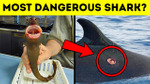 This Tiny Shark Can Cause Chaos in the Ocean