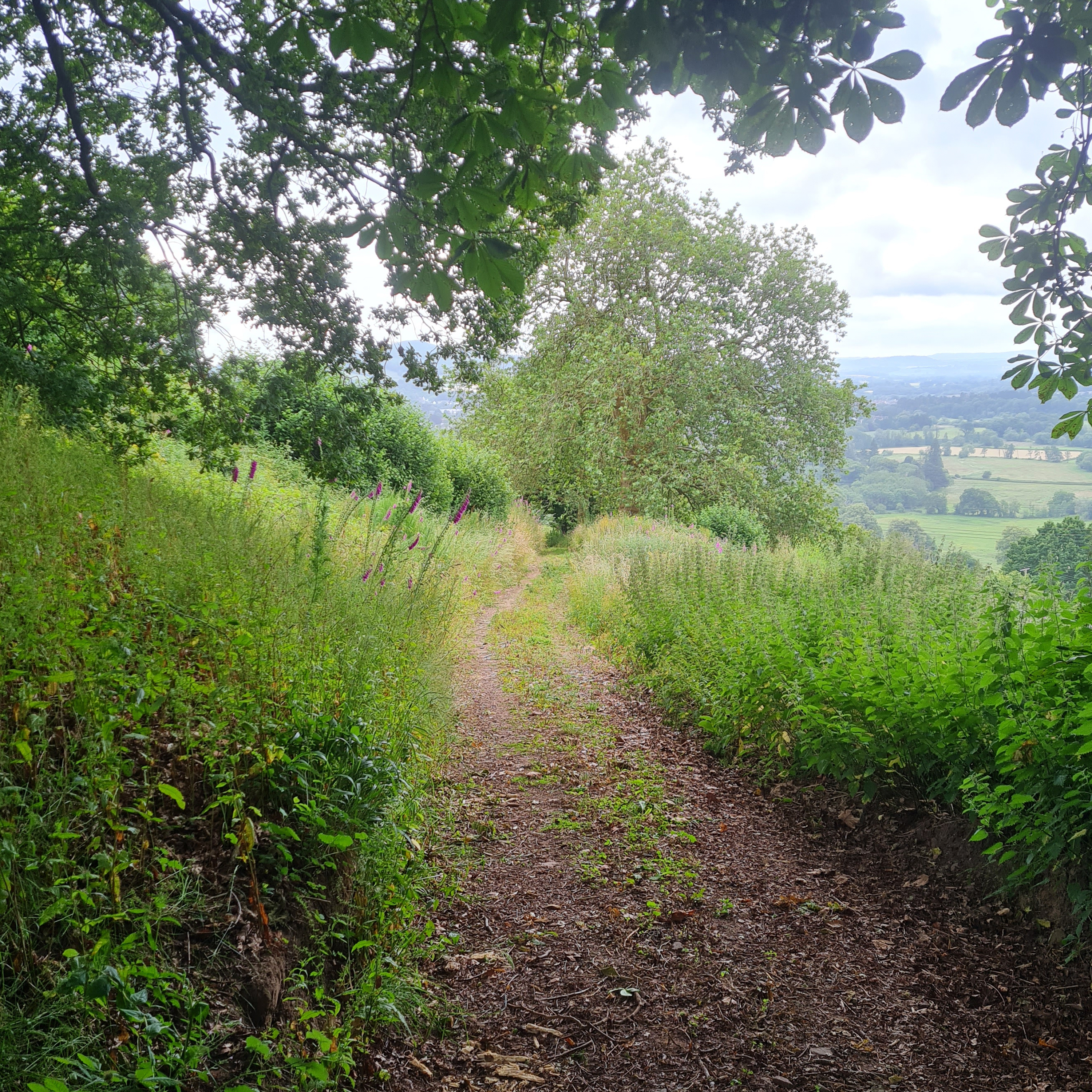 Sound Escape 180. Be calmed by gentle rain on summer leaves