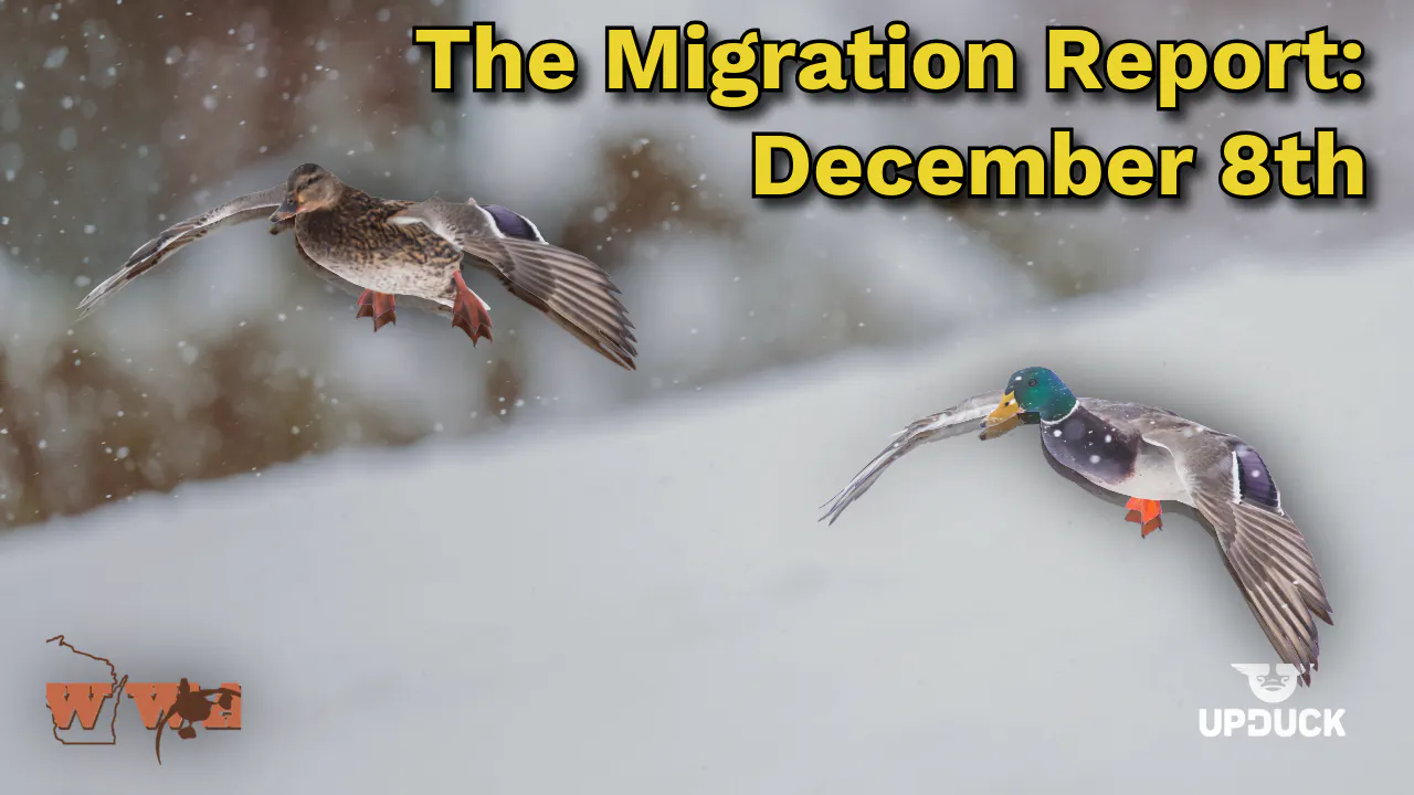 Migration Report: December 8th Migration Report: December 8th