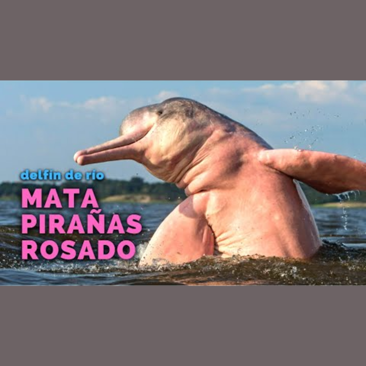 Animalogic En Español