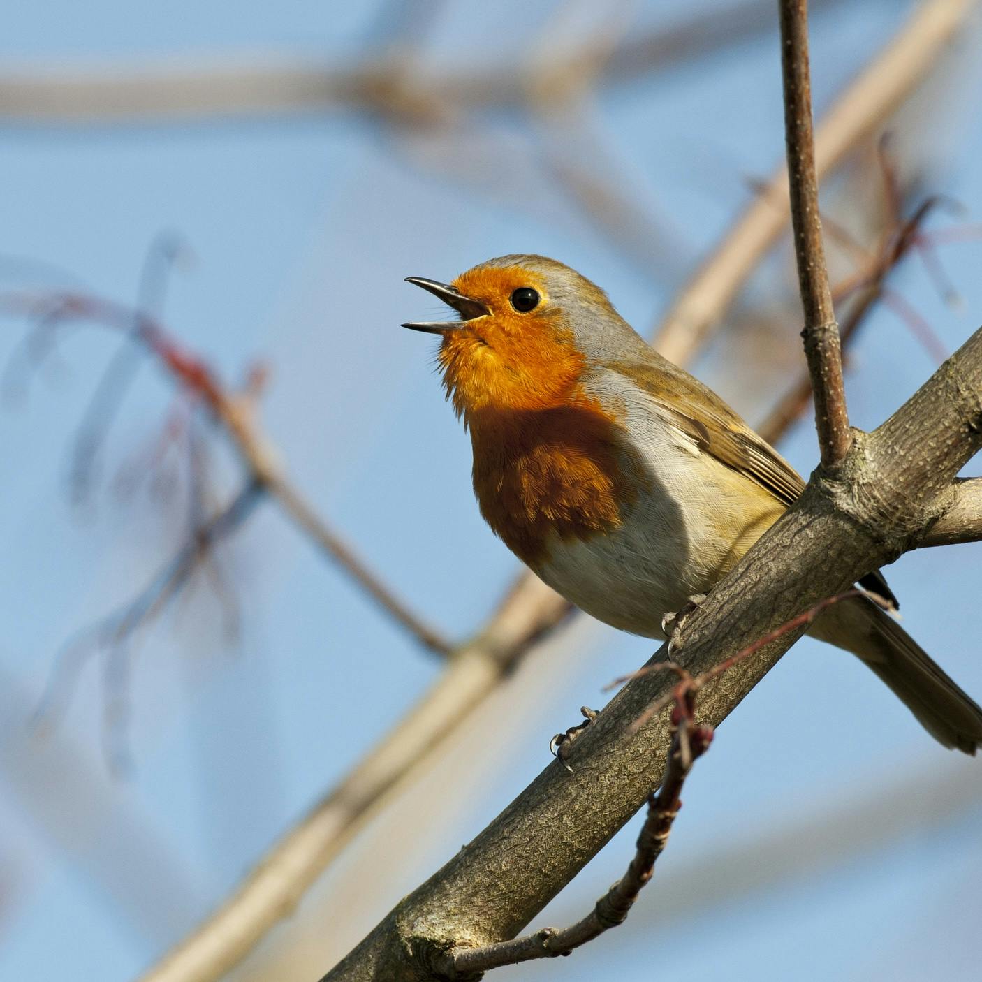 Sound Escape 150: Be uplifted by a chorus of New Year’s robins