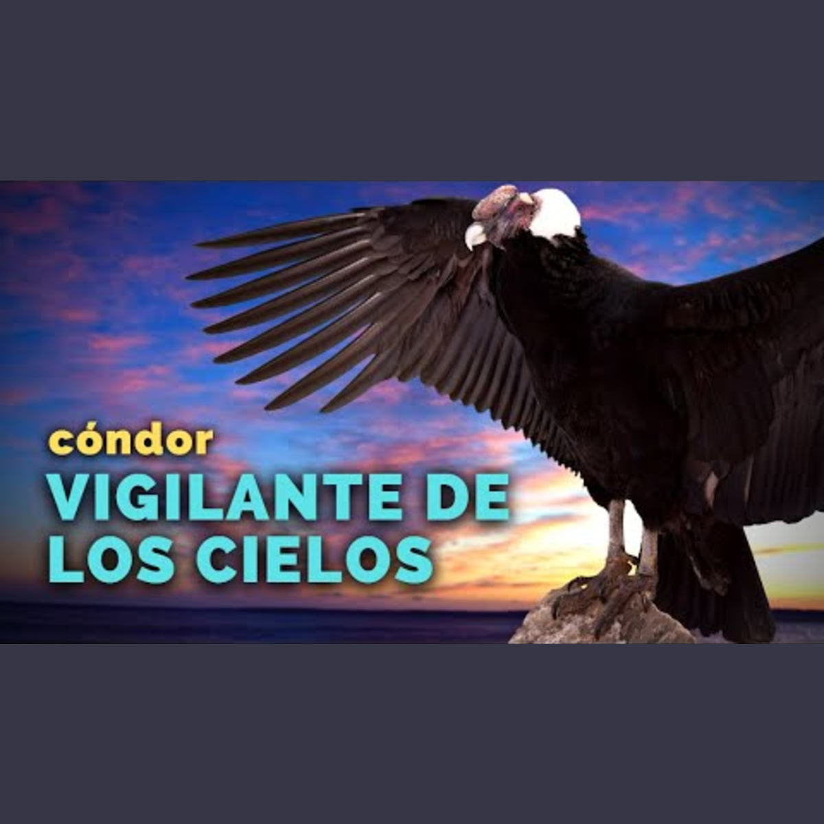 Animalogic En Español