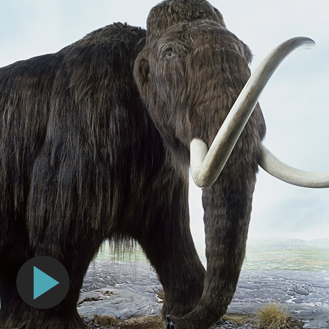 Novelist and Diplomat Ray Nayler - The Tusks of Extinction