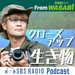７月８日（月）クローズアップ生き物「素数ゼミ」 episode artwork