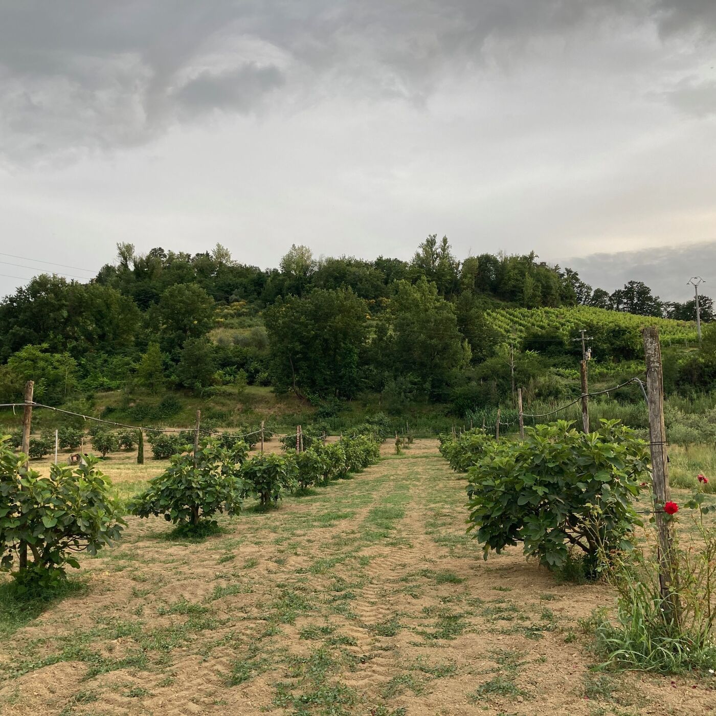 Lauren Crossland-Marr and Elizabeth Krause on Fashioning Authenticity: Culinary Craft and Creative Work in Italy episode artwork