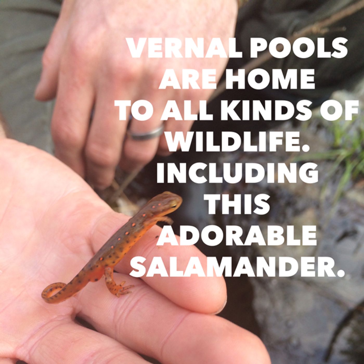 10x10 - Vernal Pools