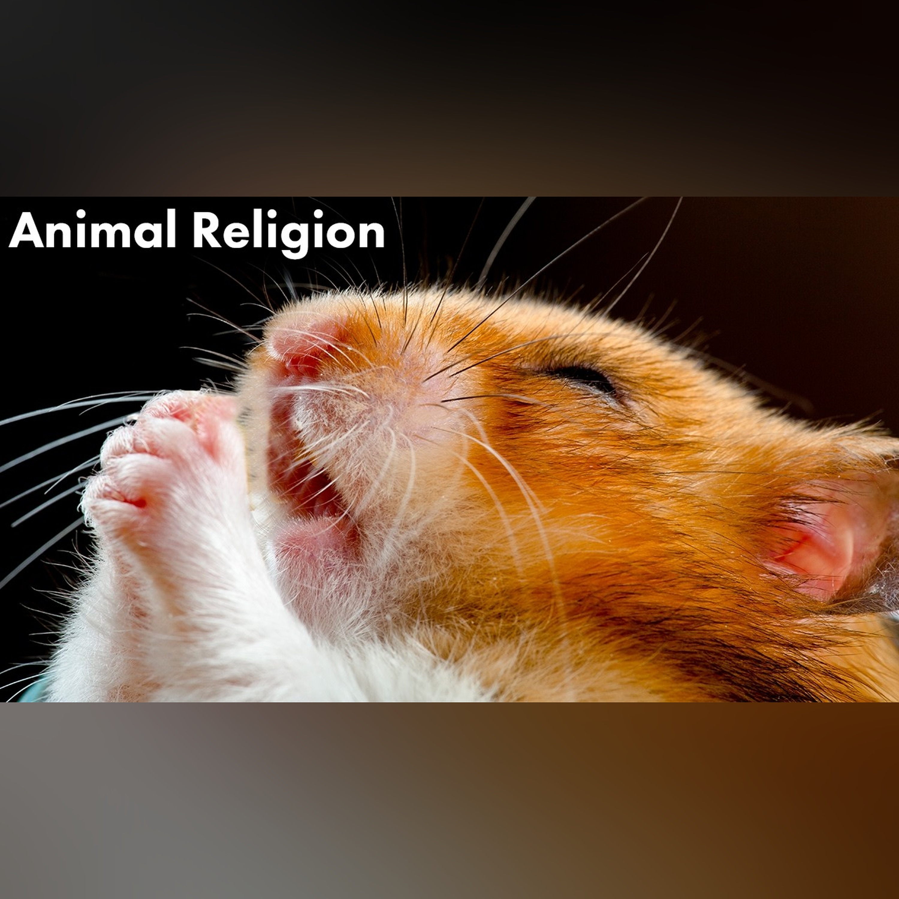 Are Animals Religious?