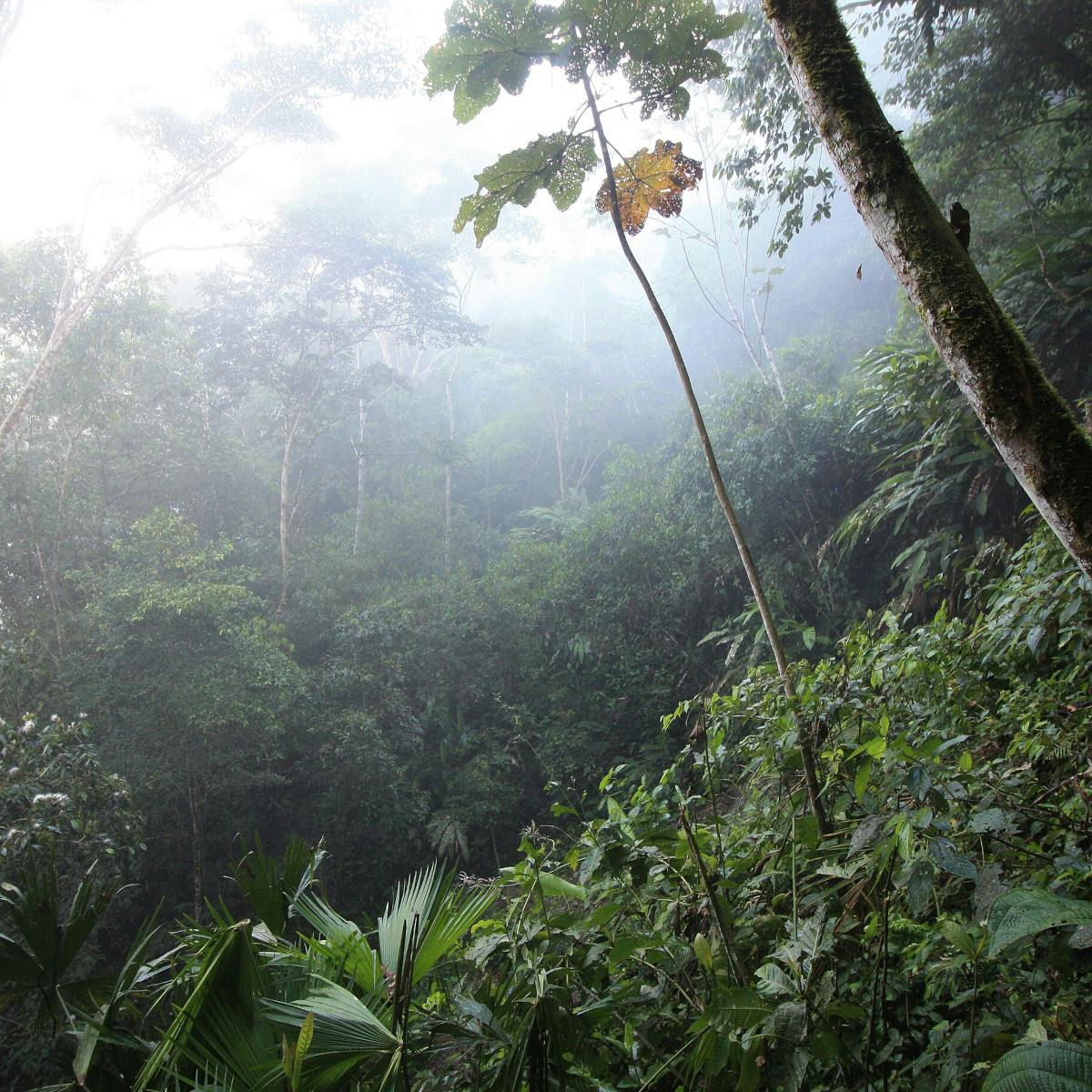 Amazing Amazonia Amazing Amazonia