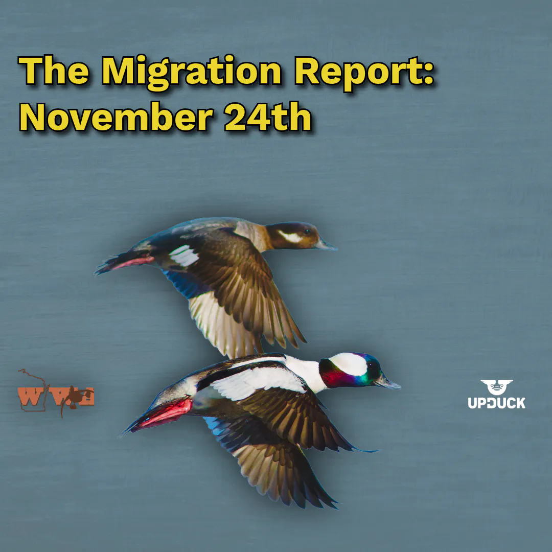 Migration Report: November 24th Migration Report: November 24th
