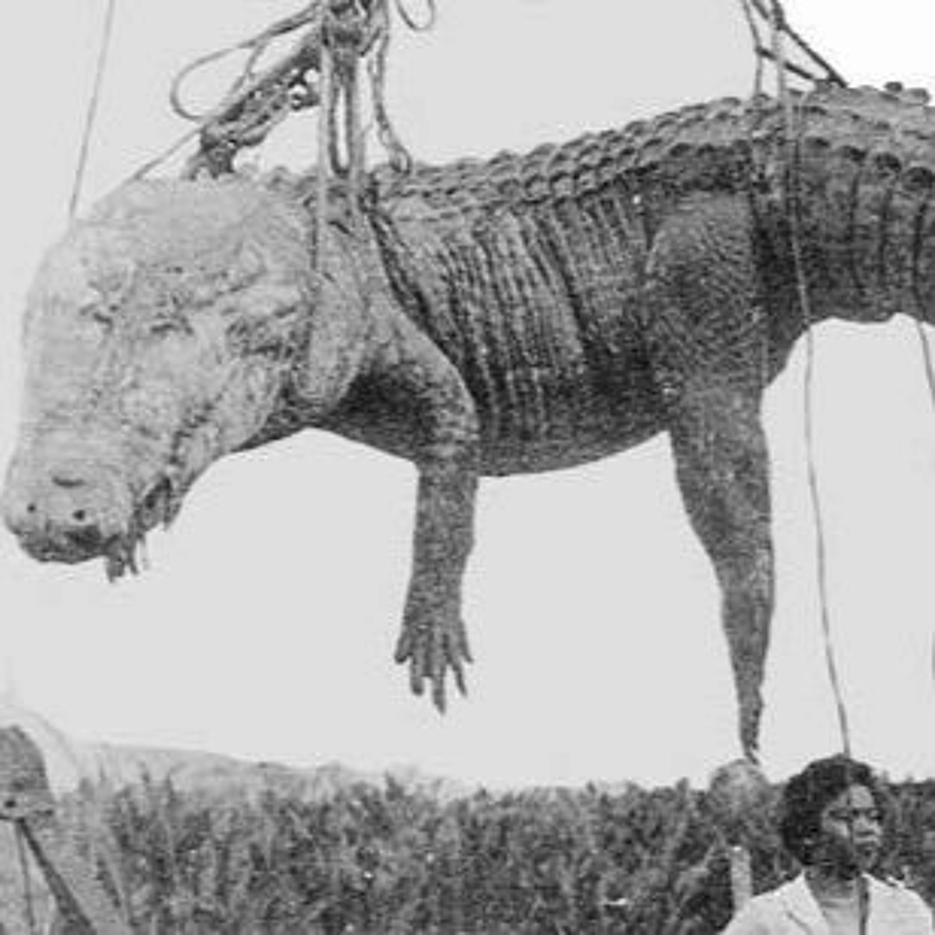 235 - July 4th, WW2 Croc and Shark attacks, LSD, Unit 731 w/ Kenon and Andrew!