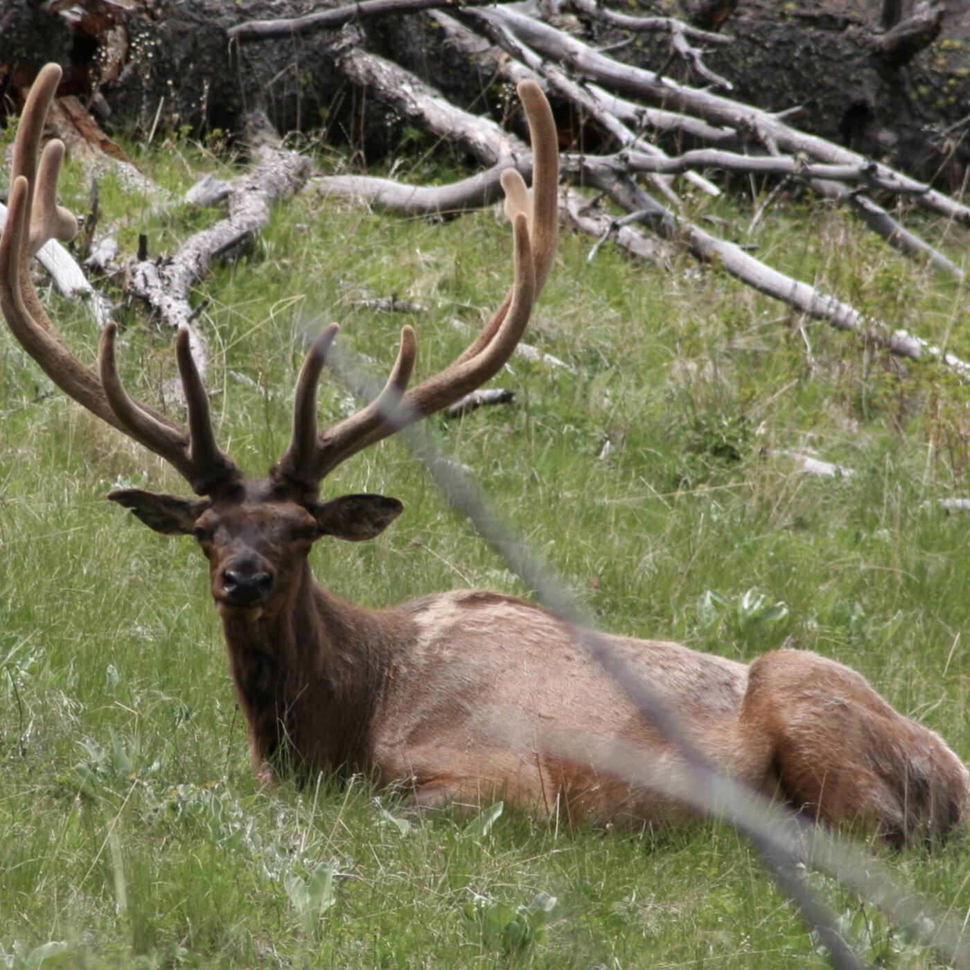 North American Outdoors