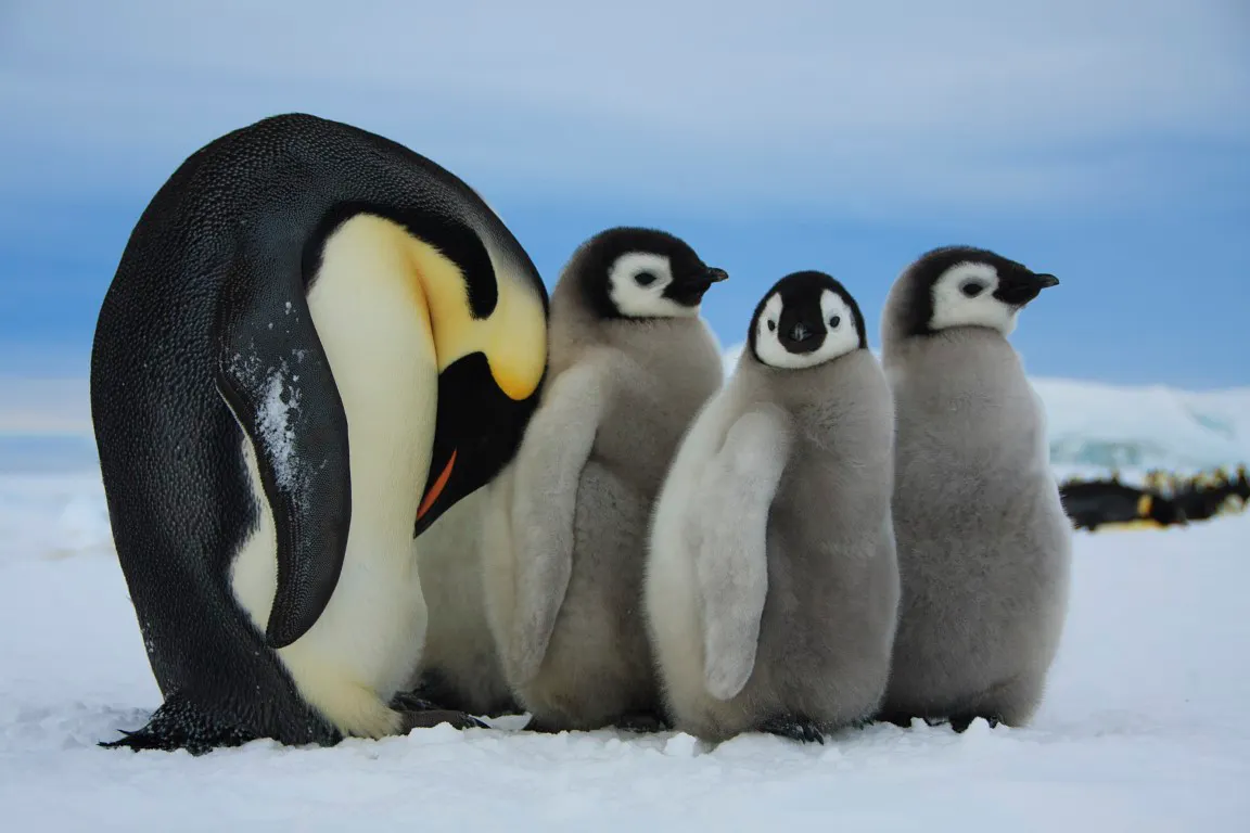 Emperor Penguins: Super Dads on Melting Ice and the Urgent Call to Act episode artwork