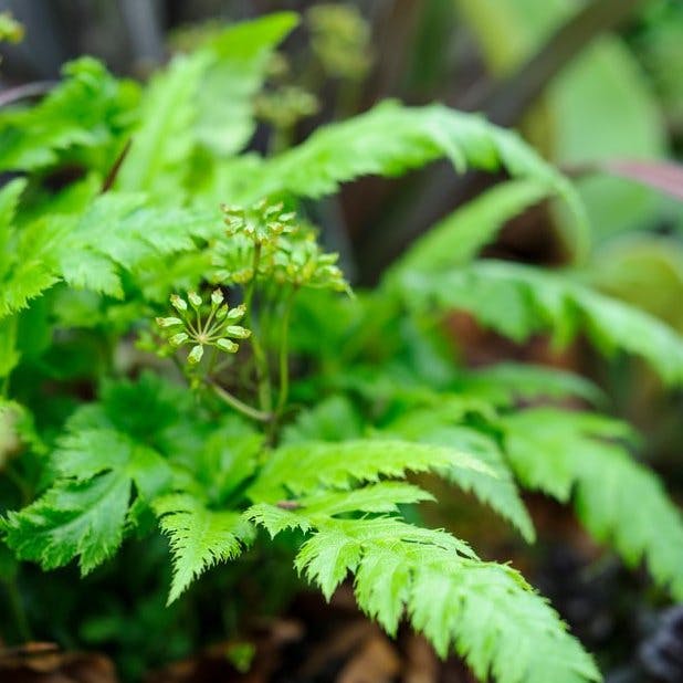 Learning From The Wild Learning From The Wild