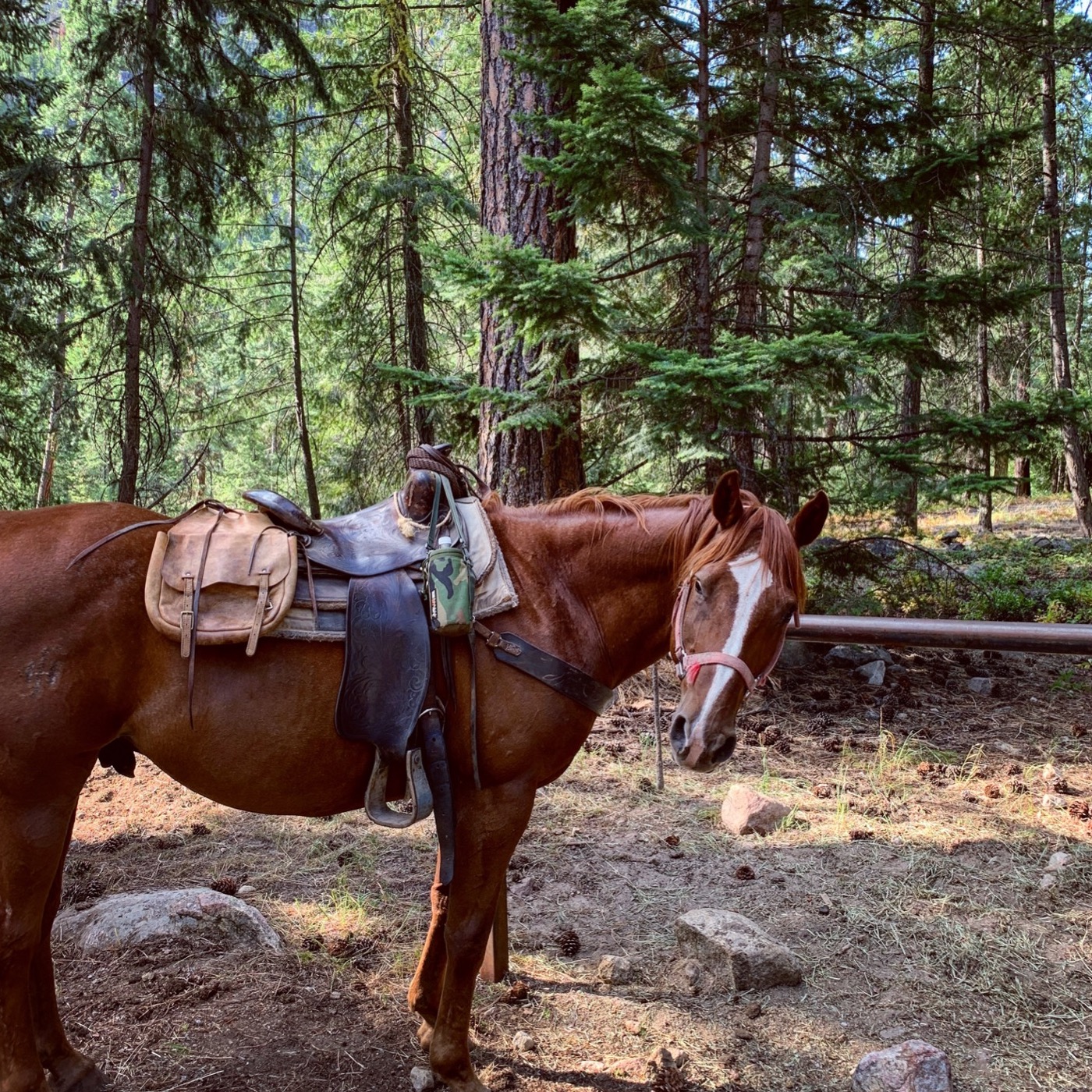 #29: Horse Pack Trip into the Wilderness