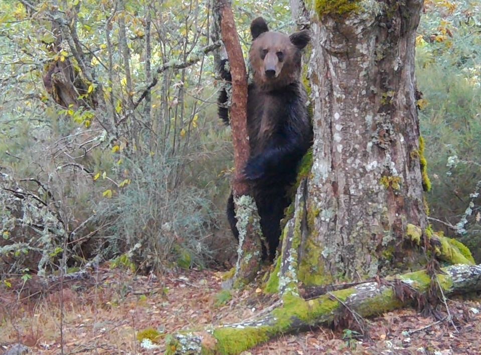 Matanza de osos pardo en Esloquia y nade una cría de tapiz malayo