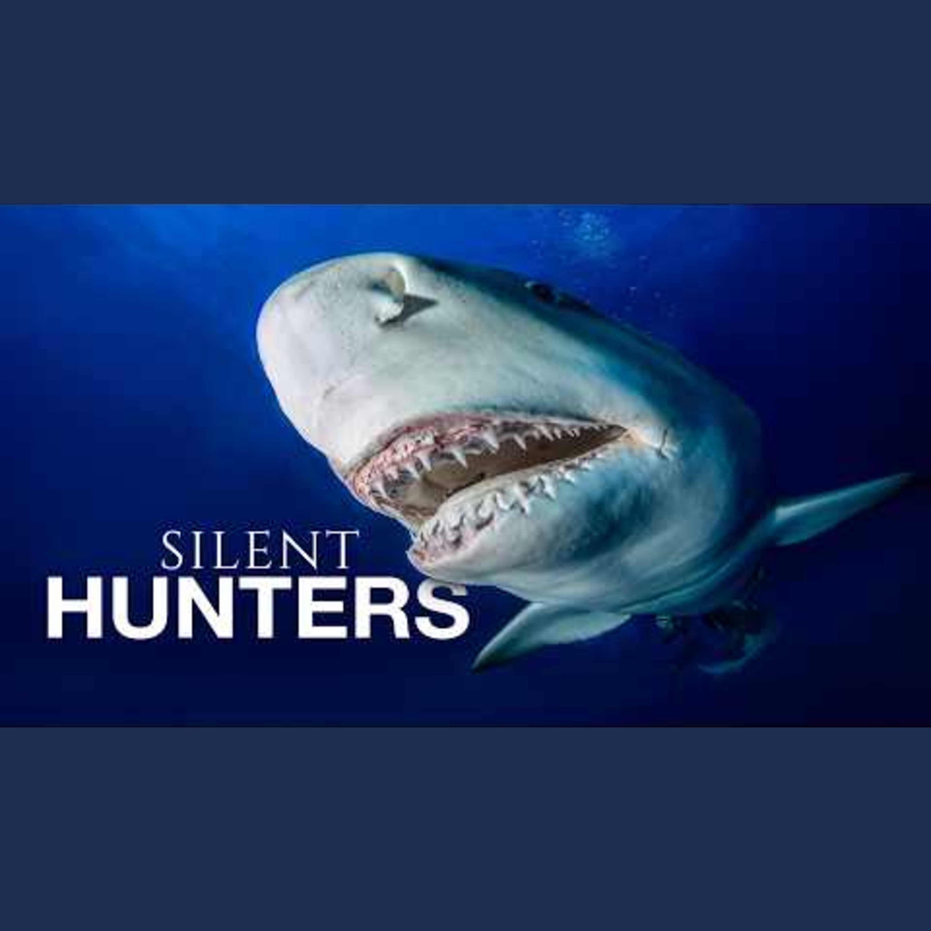 Exploring the Fascinating World of Lemon Sharks episode artwork