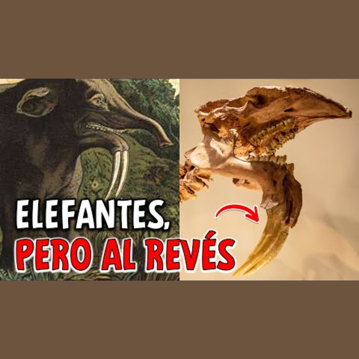 Animalogic En Español