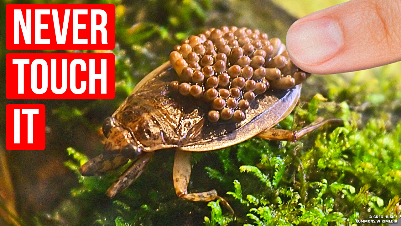 If You See This Bug in Water, Swim Away ASAP